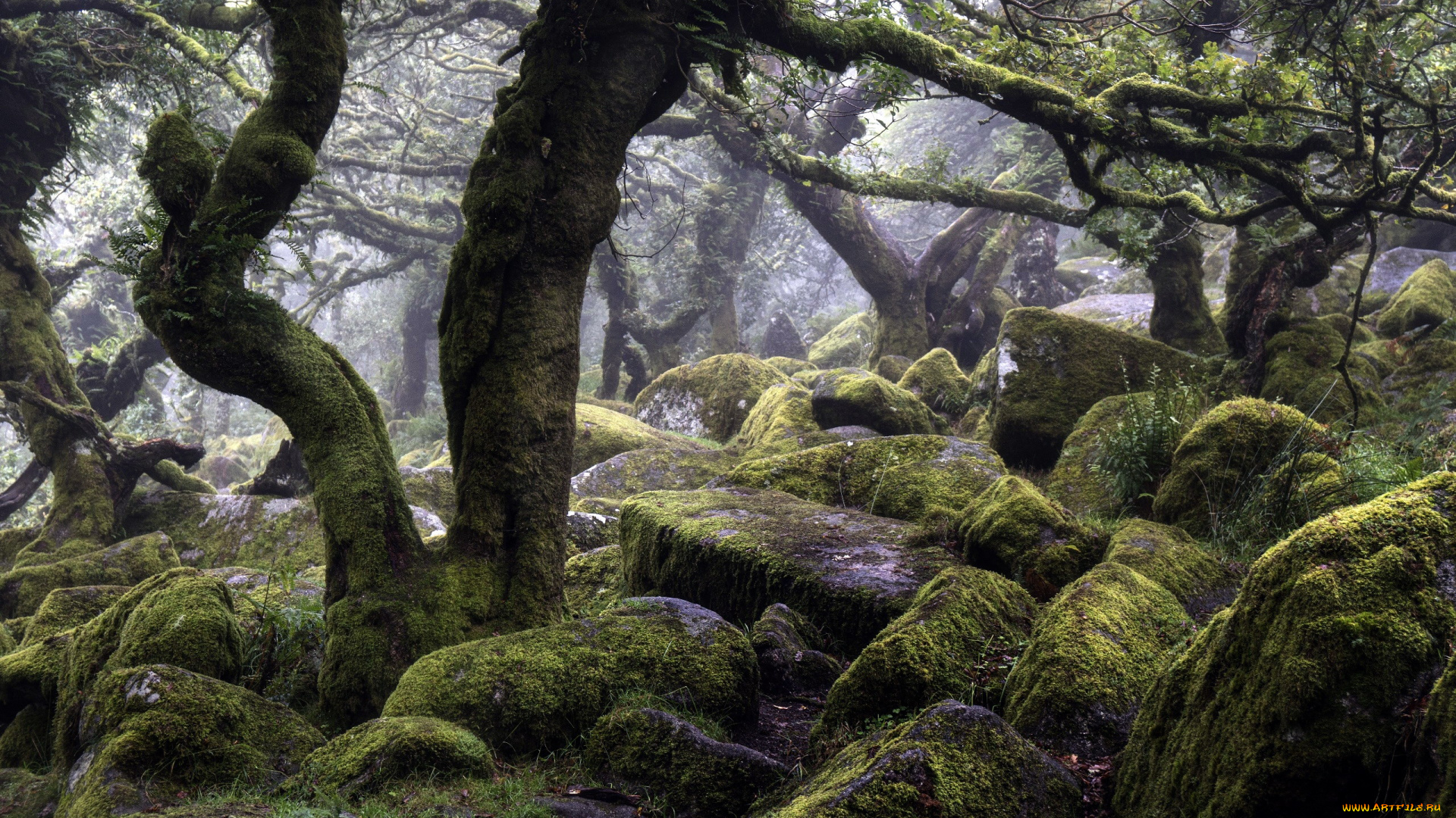 природа, лес, камни, мох, деревья