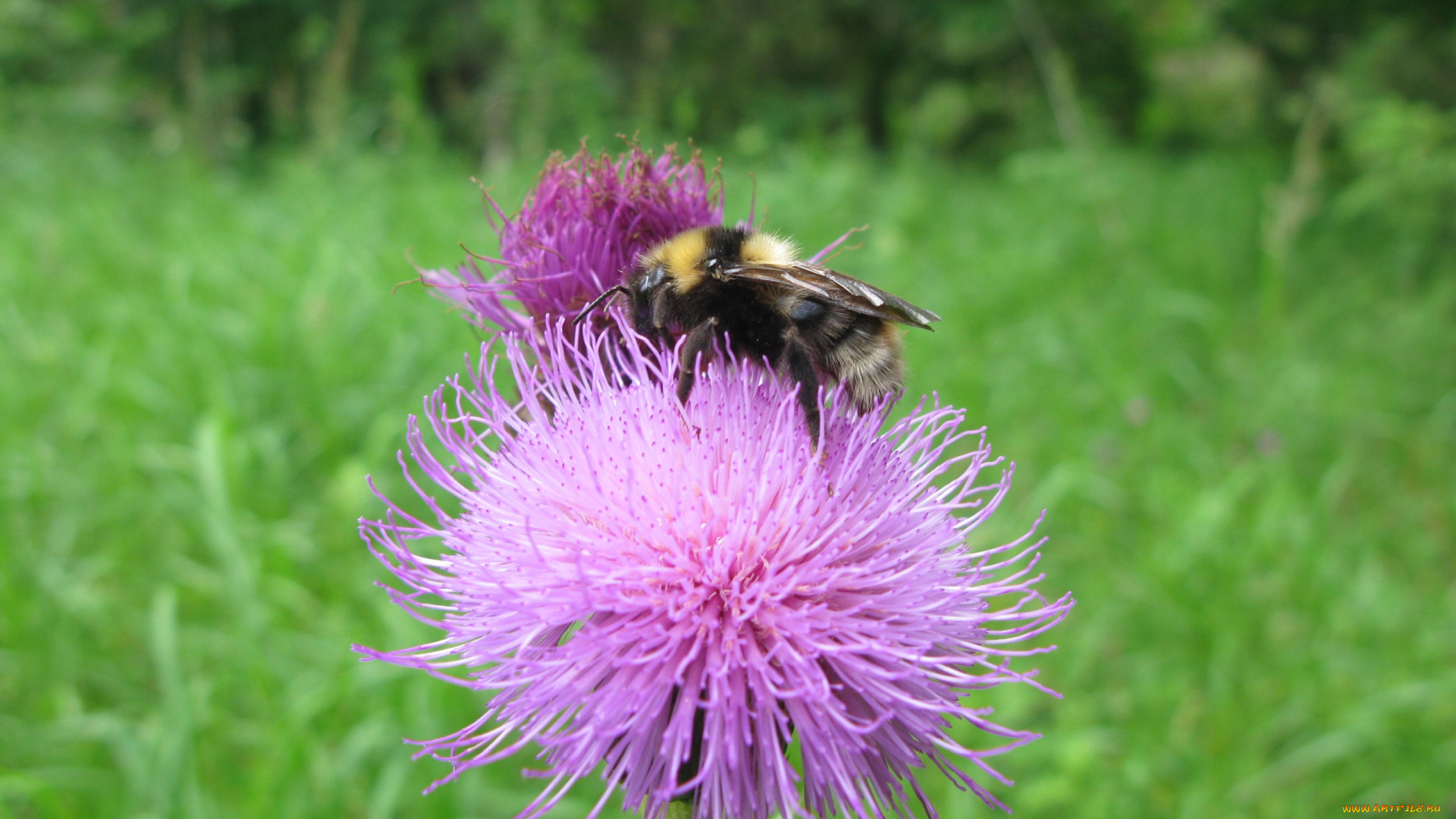 шмель, на, цветке, природа, макро, шмель, лето, цветок