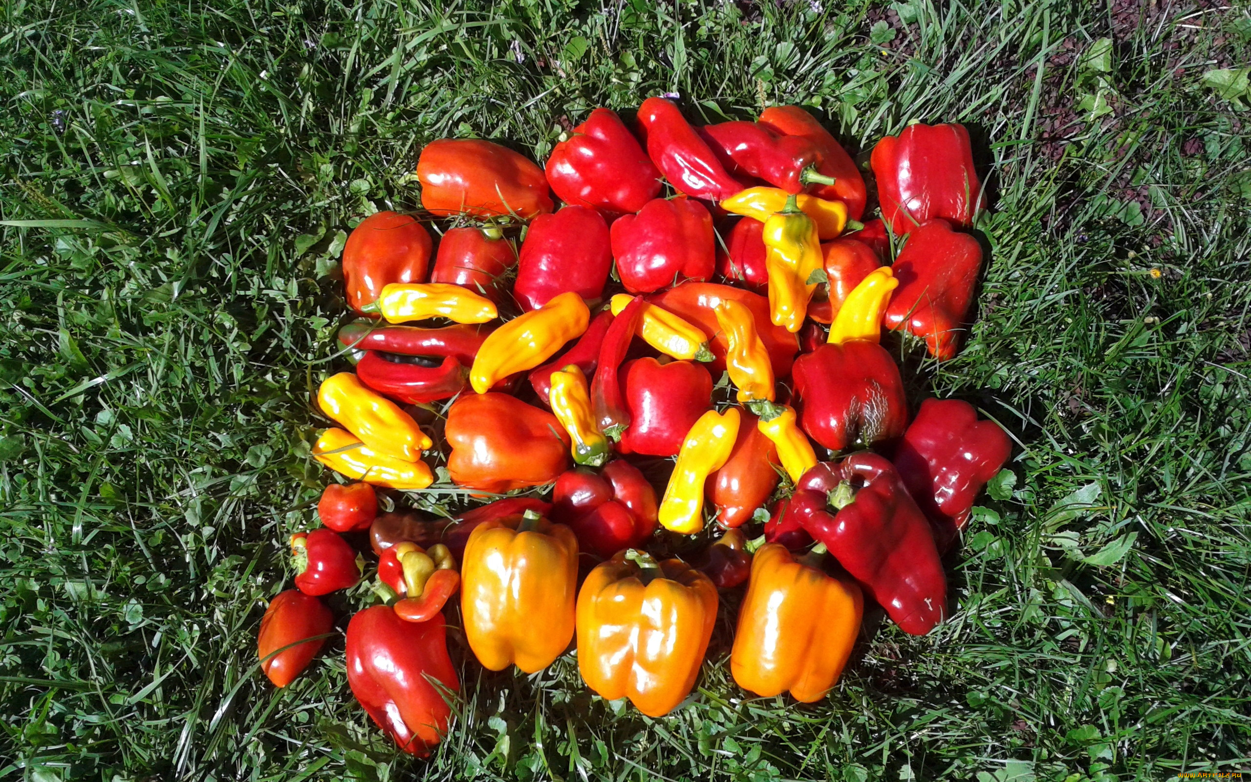 еда, перец, трава, стручки, разноцветные