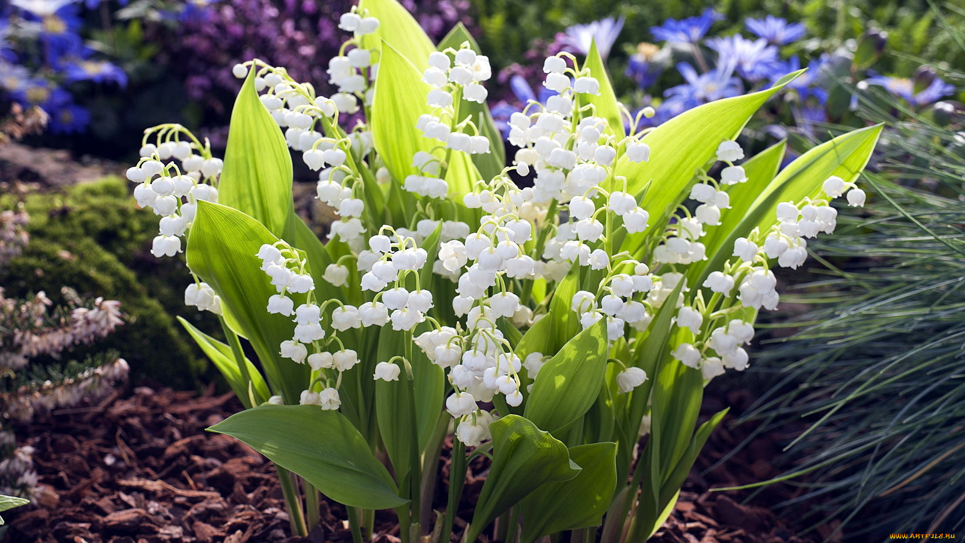 цветы, ландыши, весна, белые, майские