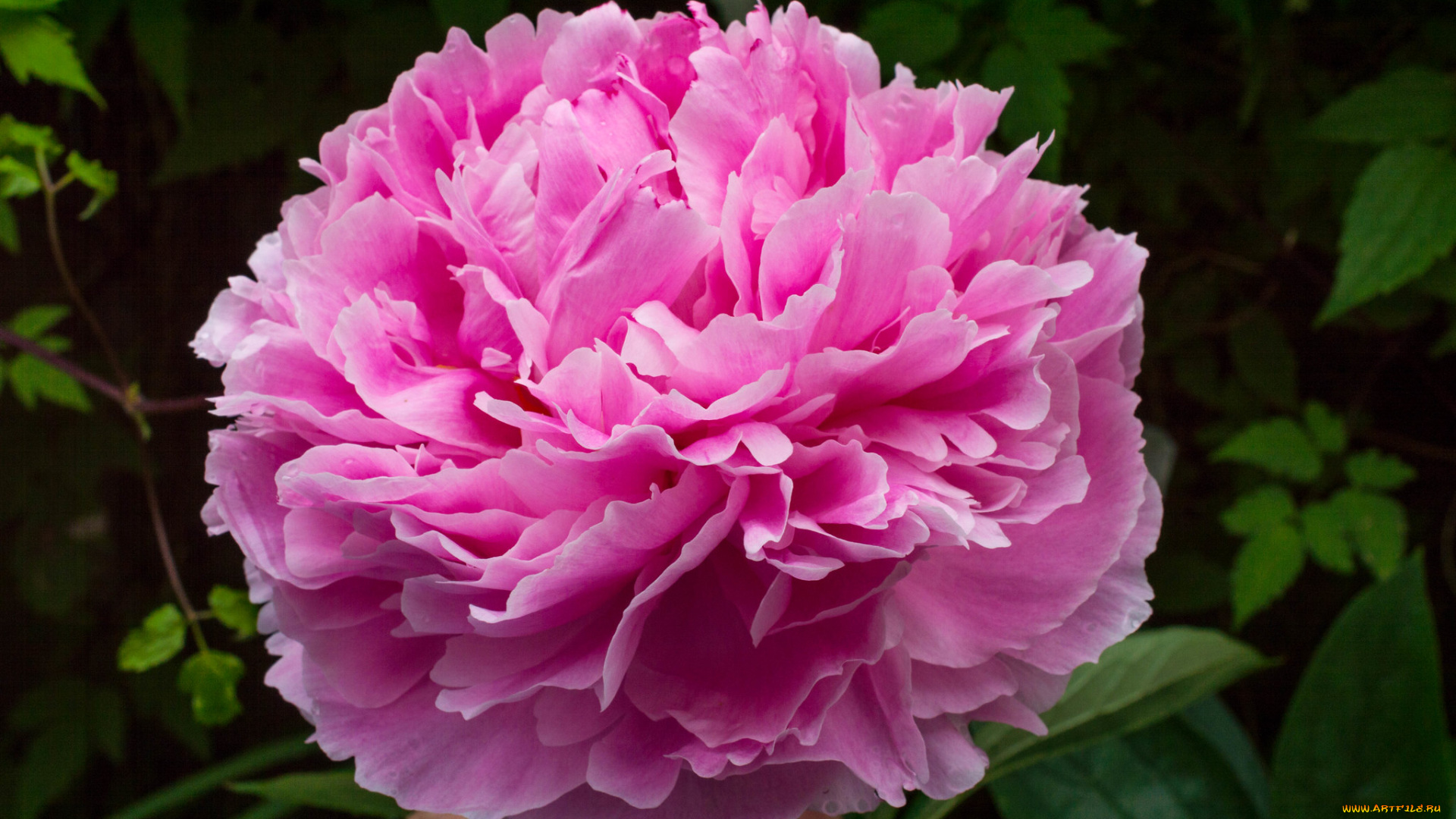 цветы, пионы, розовый, пион, макро