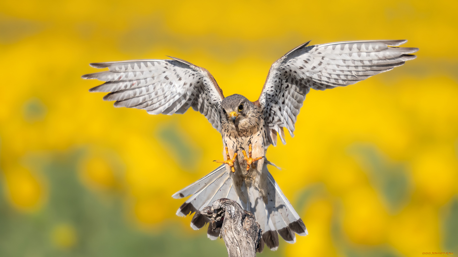 красота, животные, птицы, -, хищники, поза, птица, крылья, когти, сокол, желтый, фон, сук, пустельга, размах, крыльев