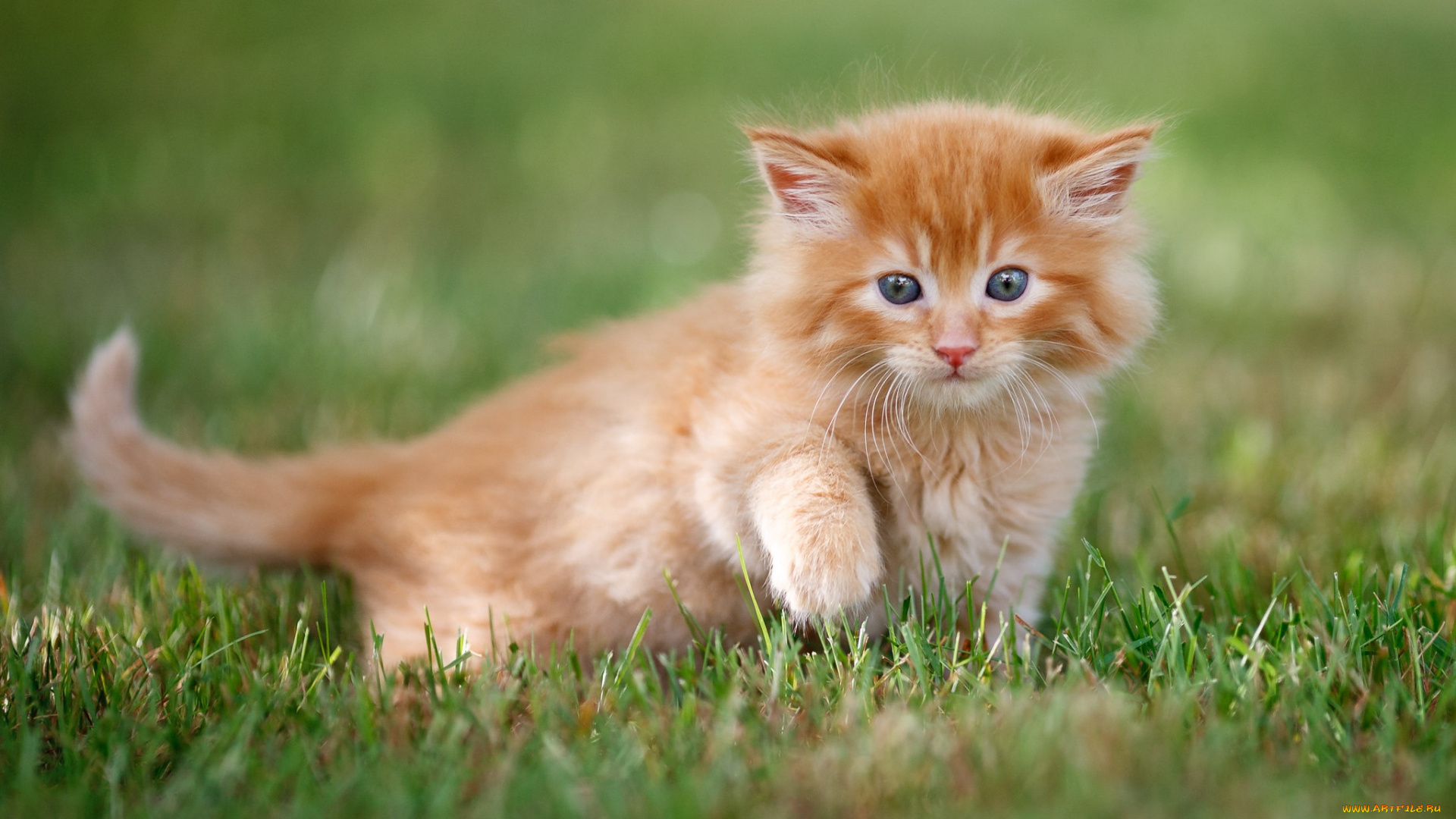 животные, коты, трава, малыш, рыжий, мордочка, котёнок, боке, лапка