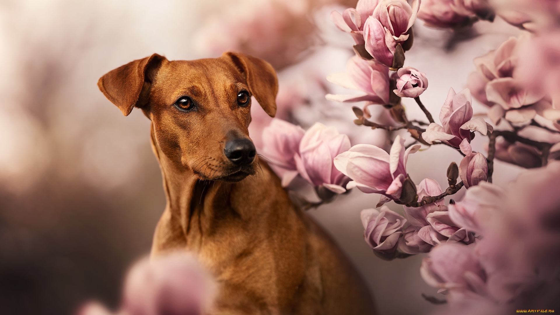 животные, собаки, собака