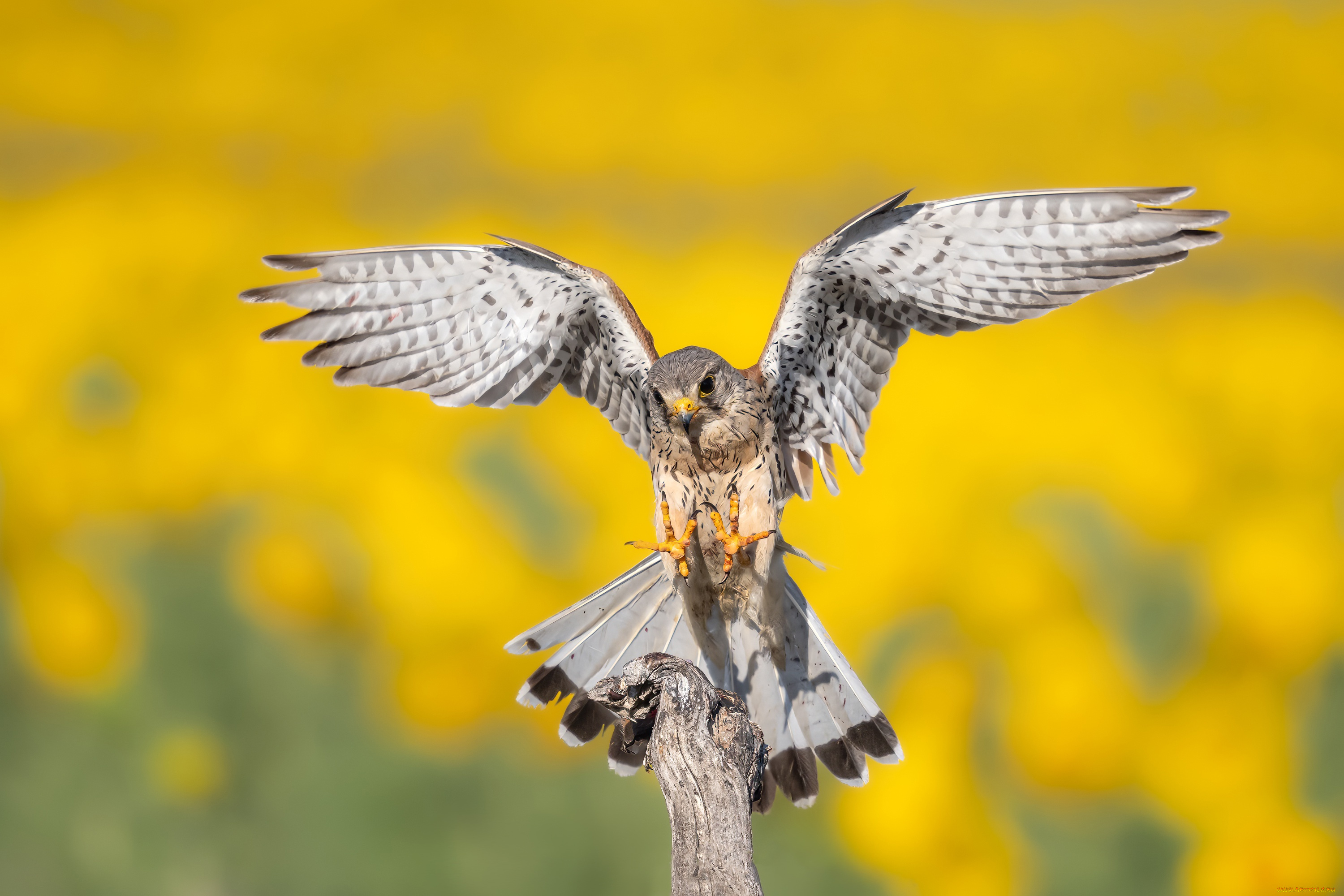 красота, животные, птицы, -, хищники, поза, птица, крылья, когти, сокол, желтый, фон, сук, пустельга, размах, крыльев
