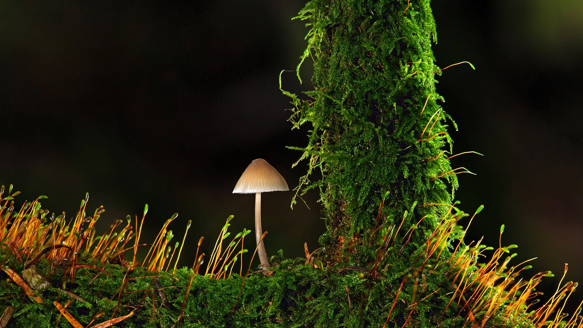 природа, грибы, гриб, мох, сук