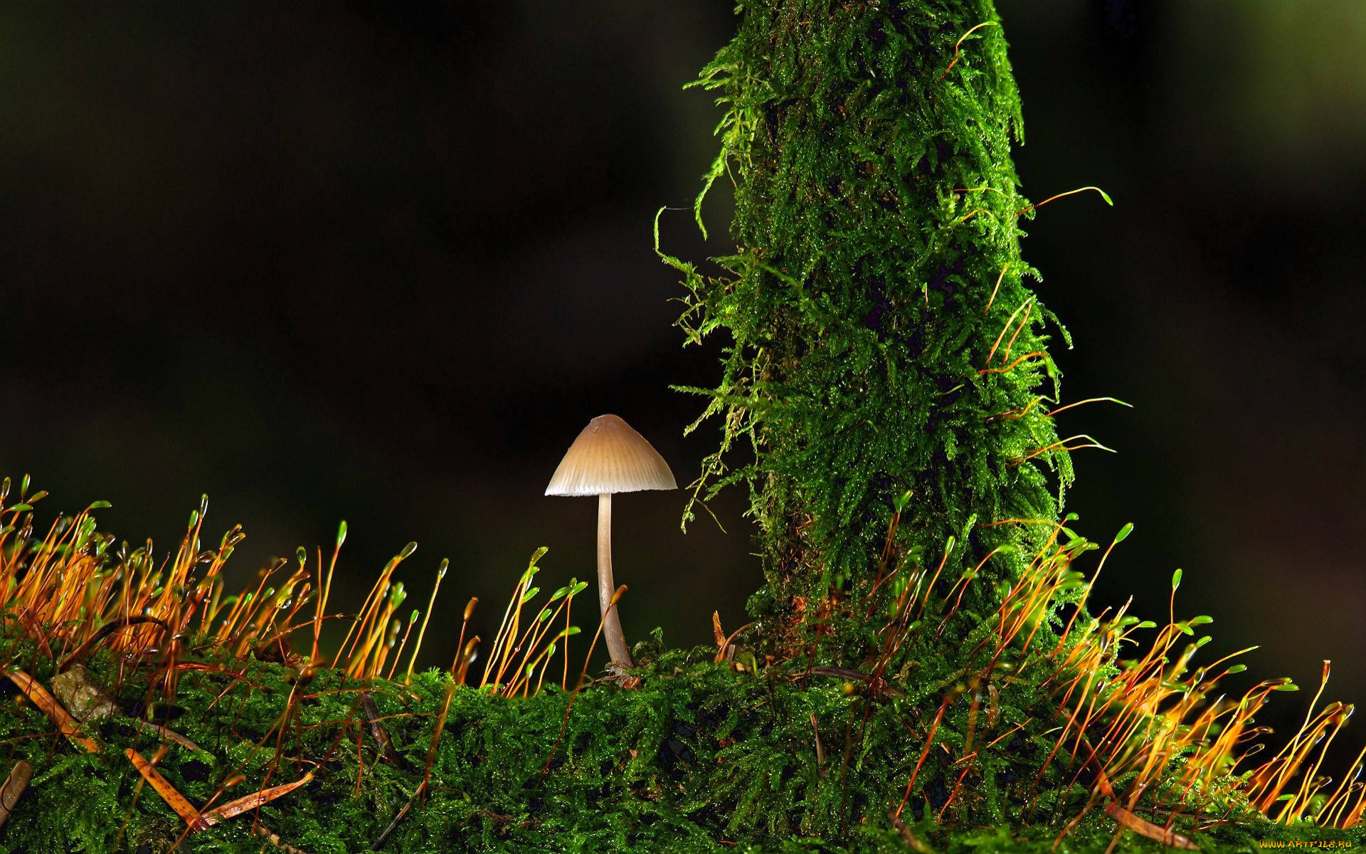 природа, грибы, гриб, мох, сук