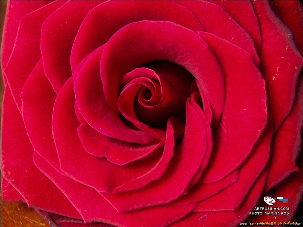 цветы, розы