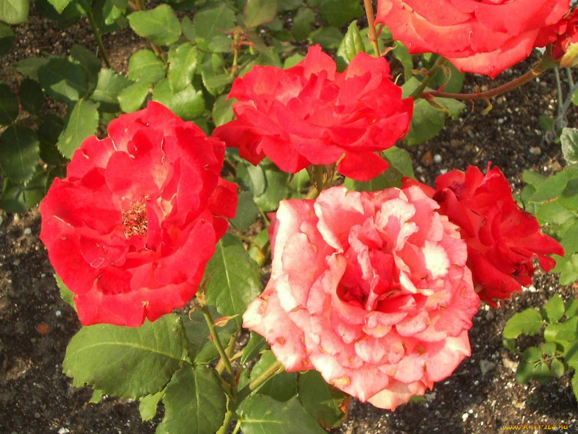 цветы, розы