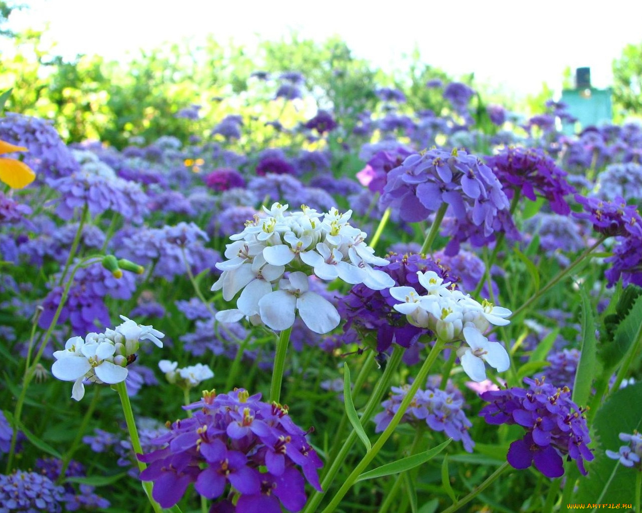 цветы, лантана, вербена