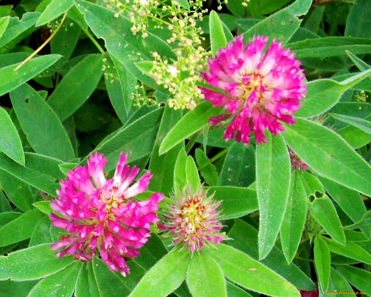 цветы, луговые, полевые