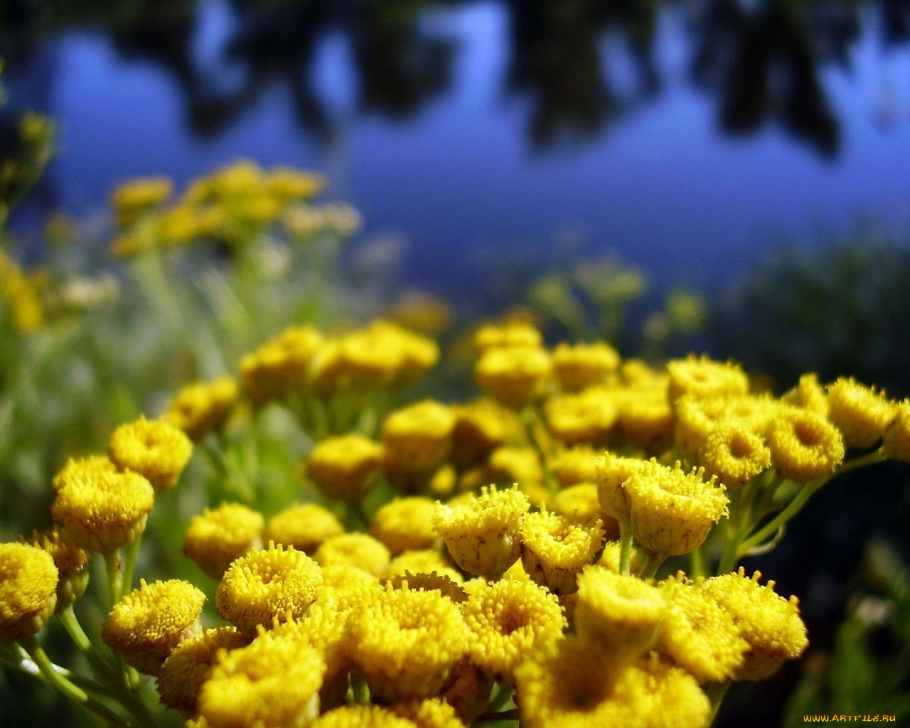 цветы, луговые, полевые