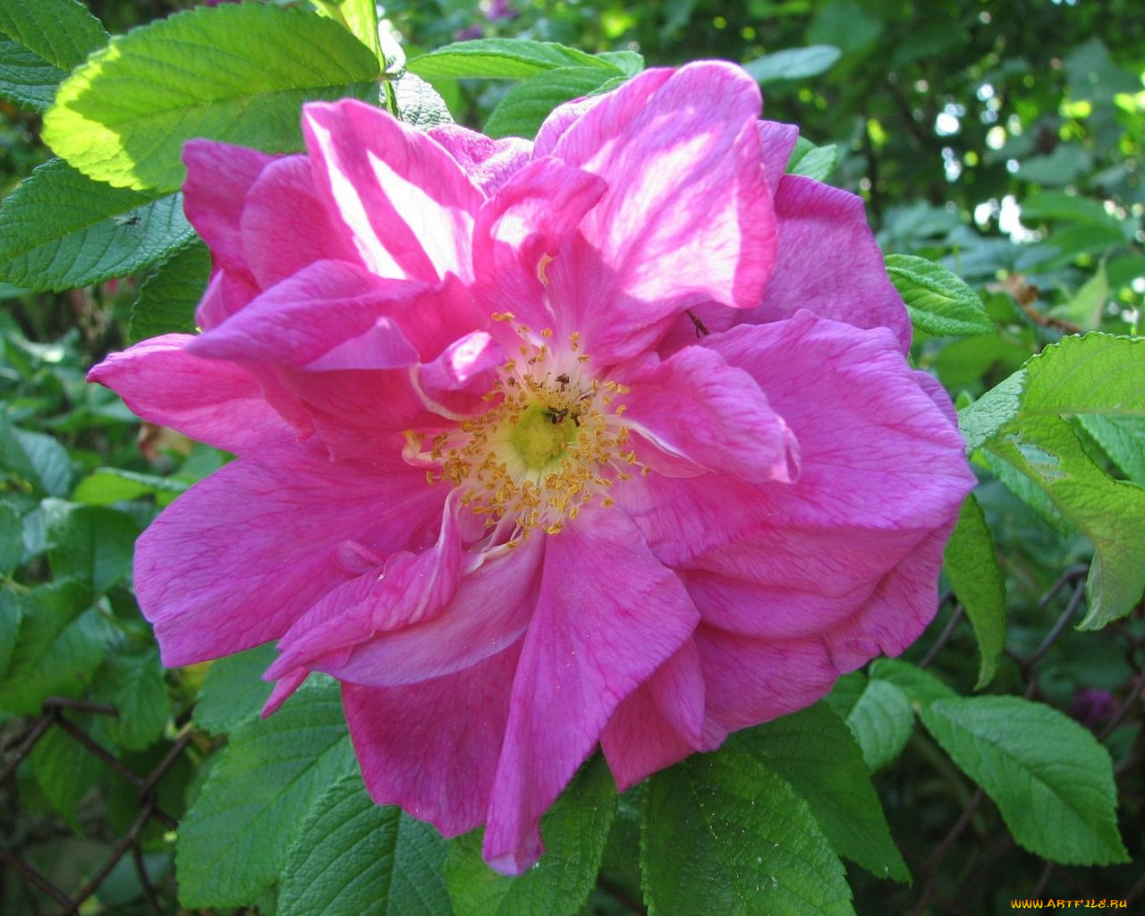 цветы, шиповник