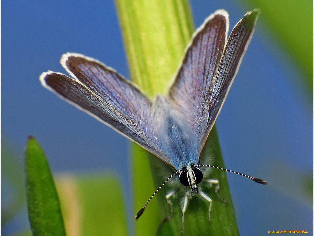 urman, небесная, бабочка, животные, бабочки
