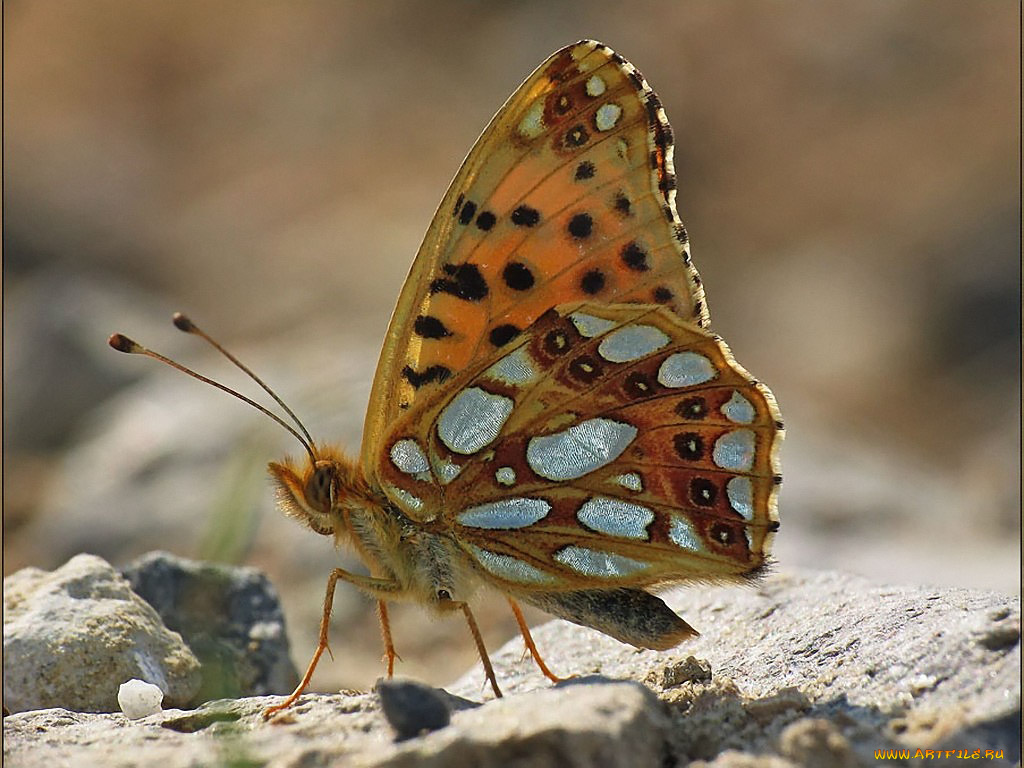 urman, перламутровка, полевая, животные, бабочки