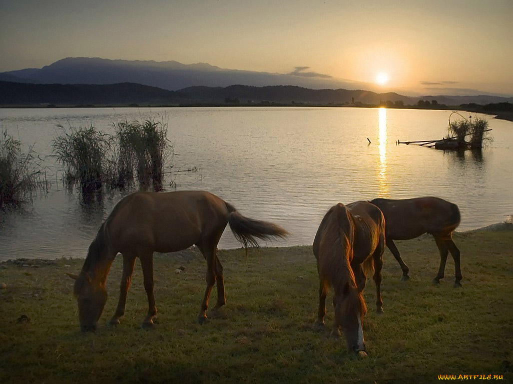 игорь, сидоров, ходят, кони, животные, лошади