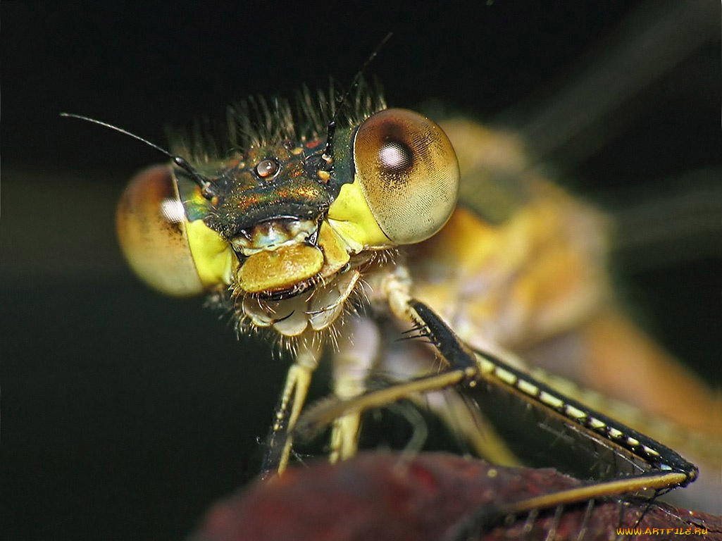 urman, поговорим, животные, стрекозы