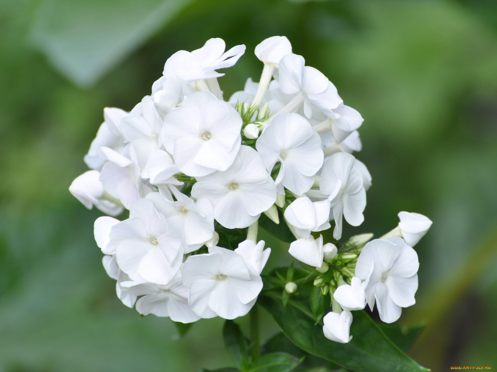 цветы, флоксы