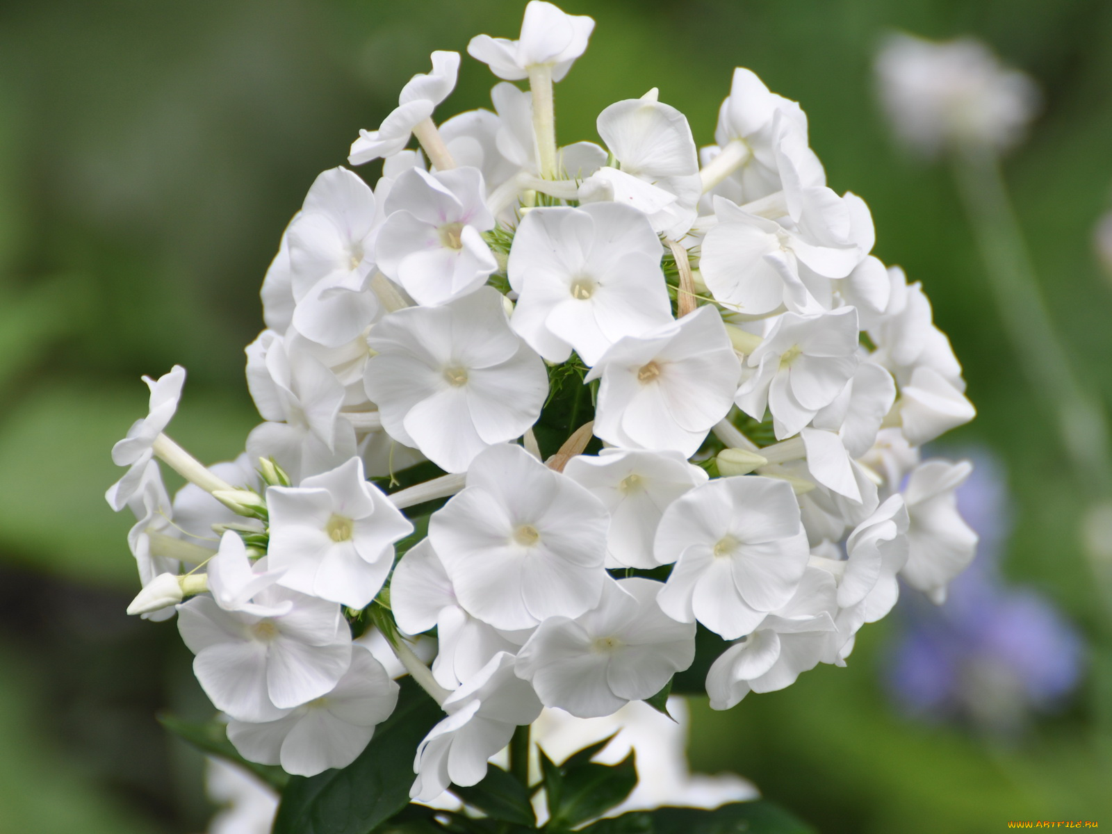 цветы, флоксы