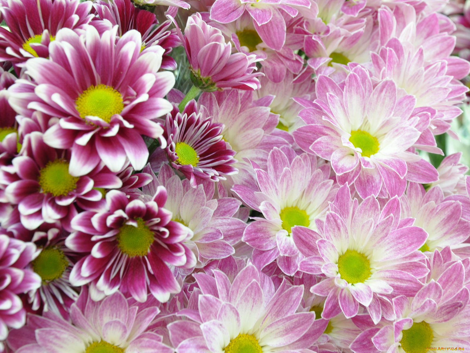 цветы, хризантемы