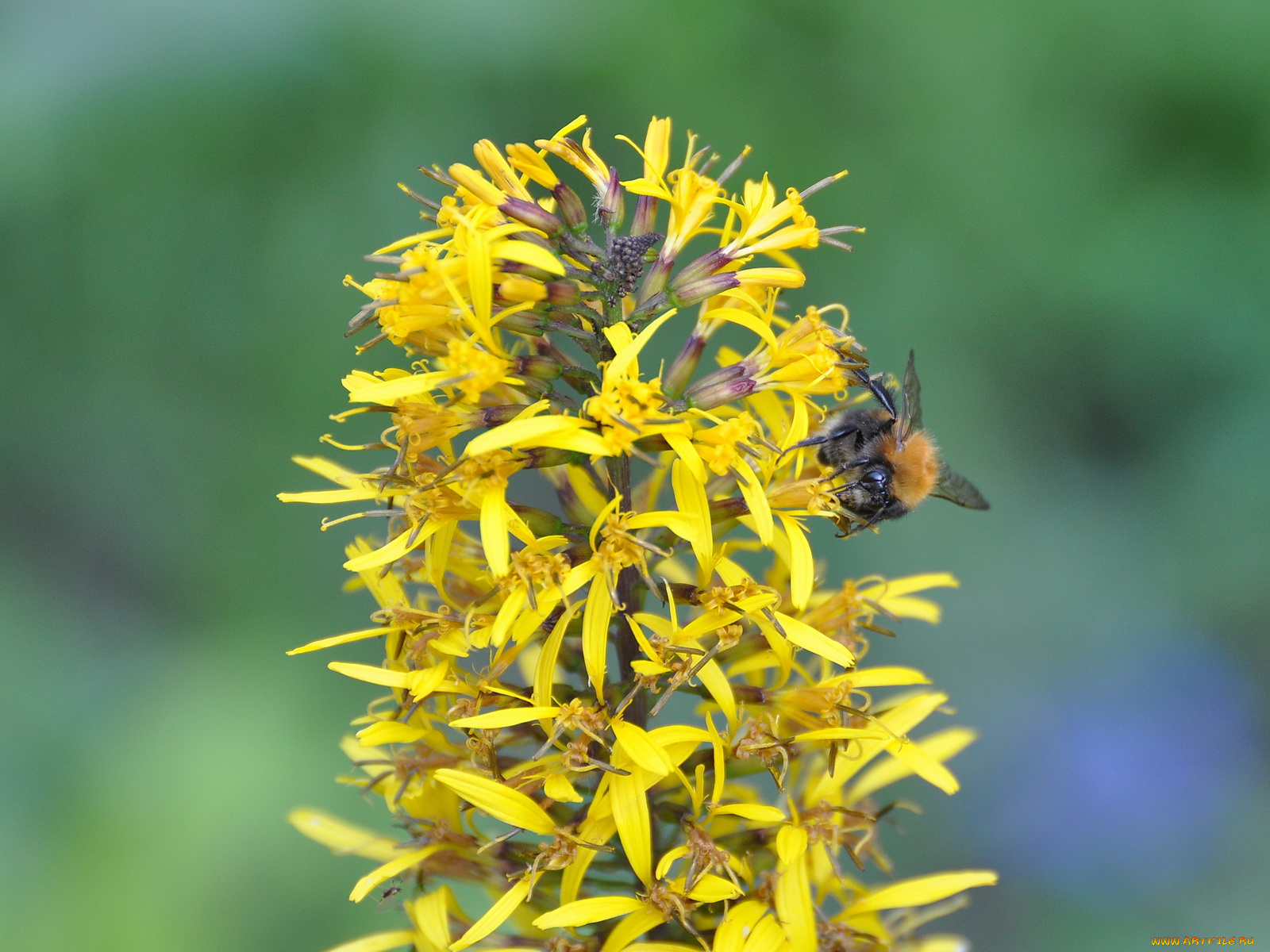 цветы, луговые, полевые