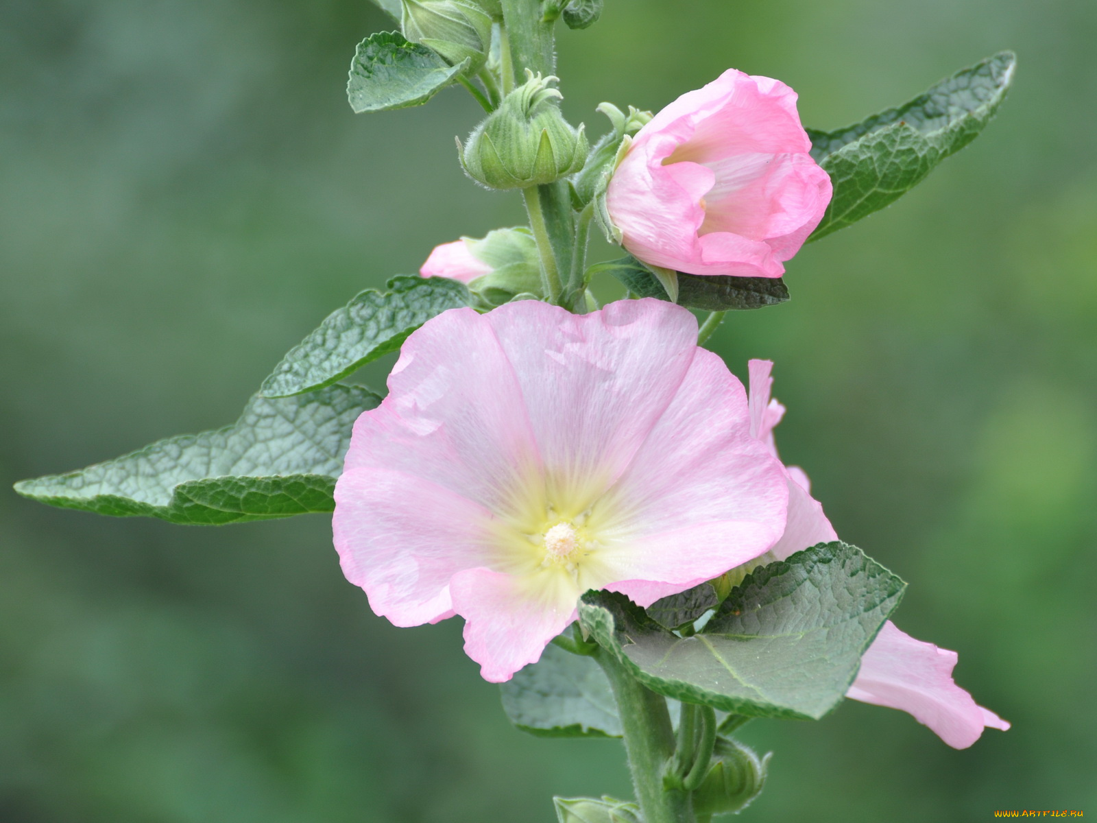 цветы, мальвы