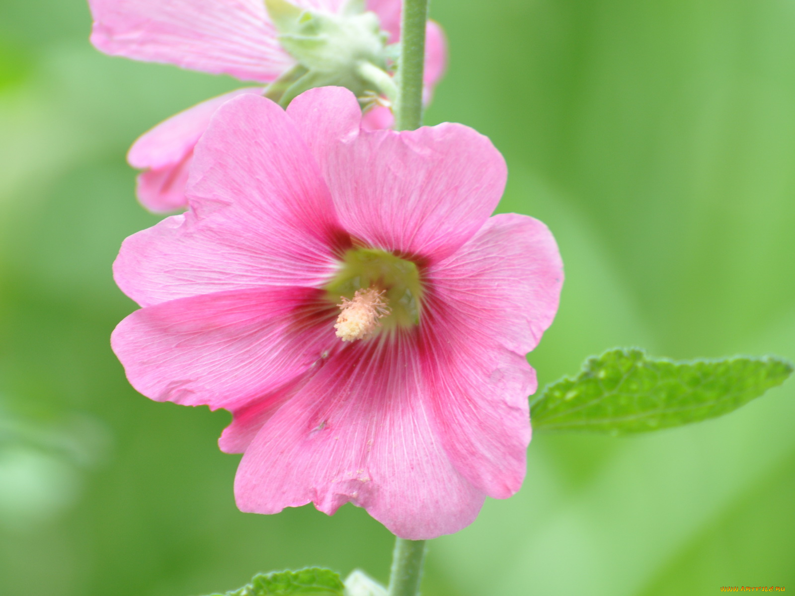 цветы, мальвы