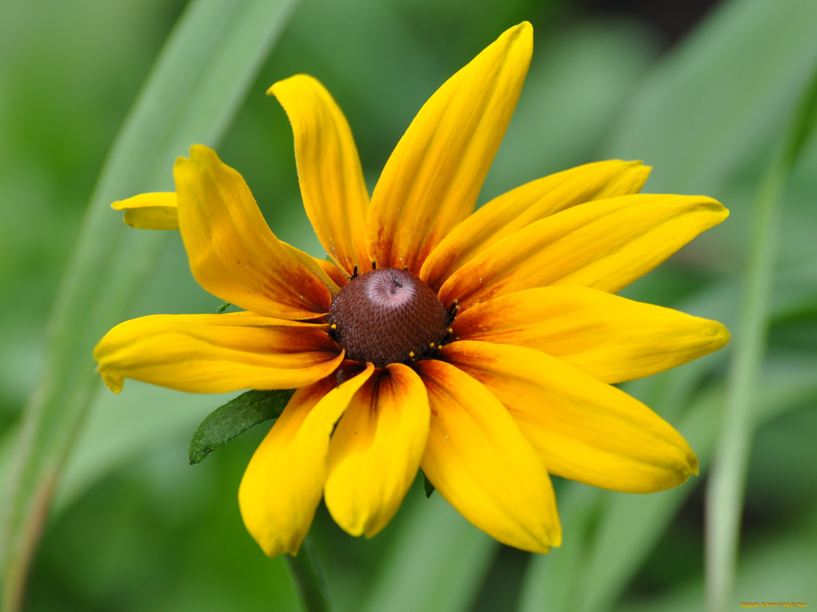 цветы, рудбекия