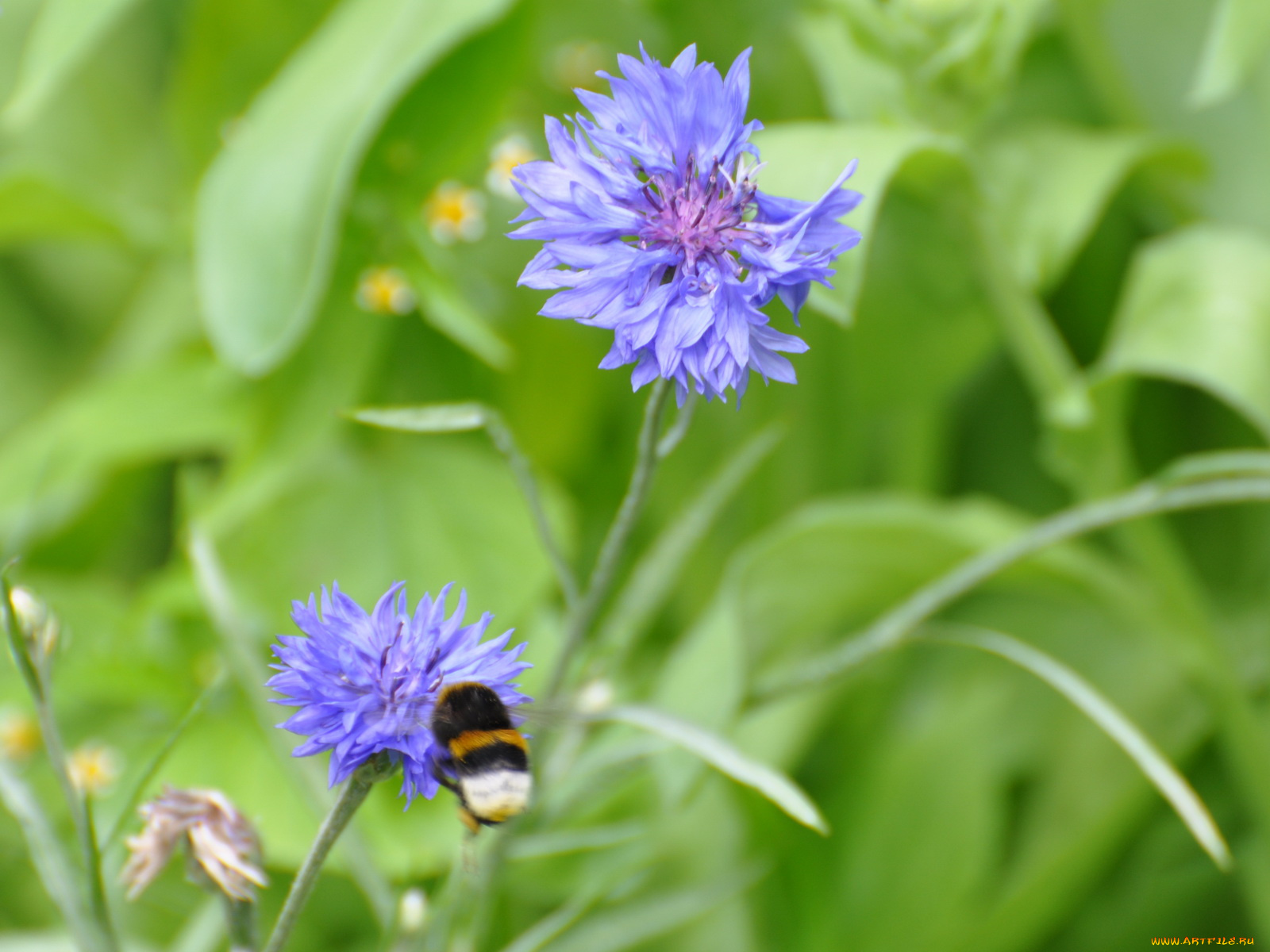 цветы, васильки