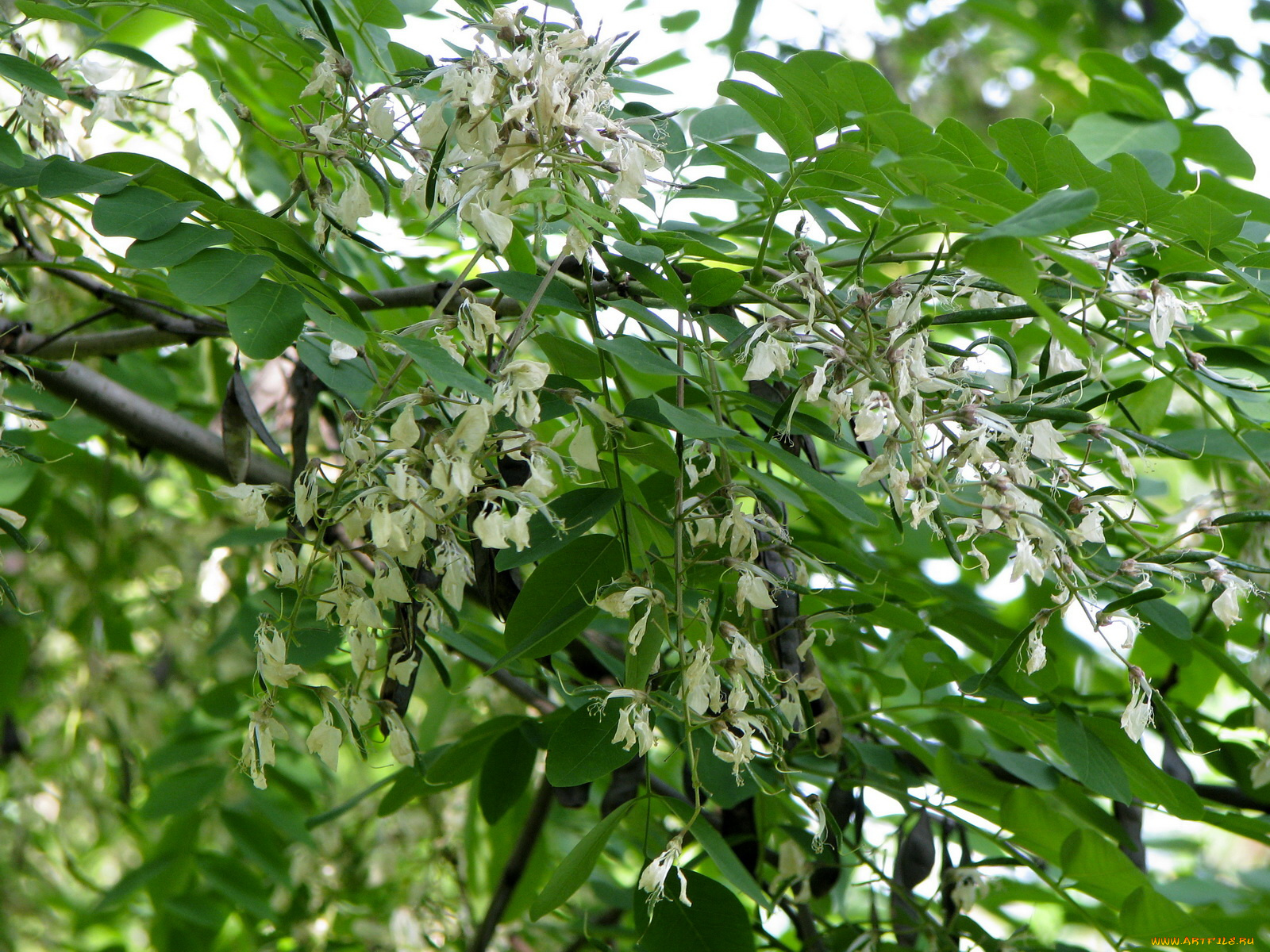 цветы, акация