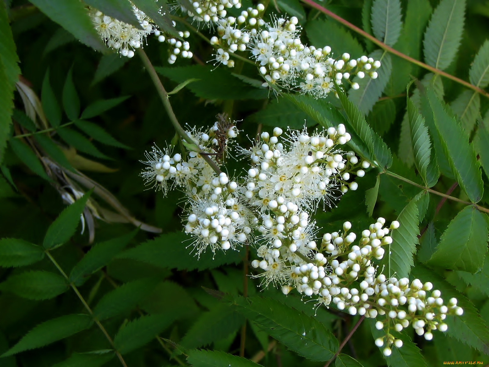 цветы, цветущие, деревья, кустарники