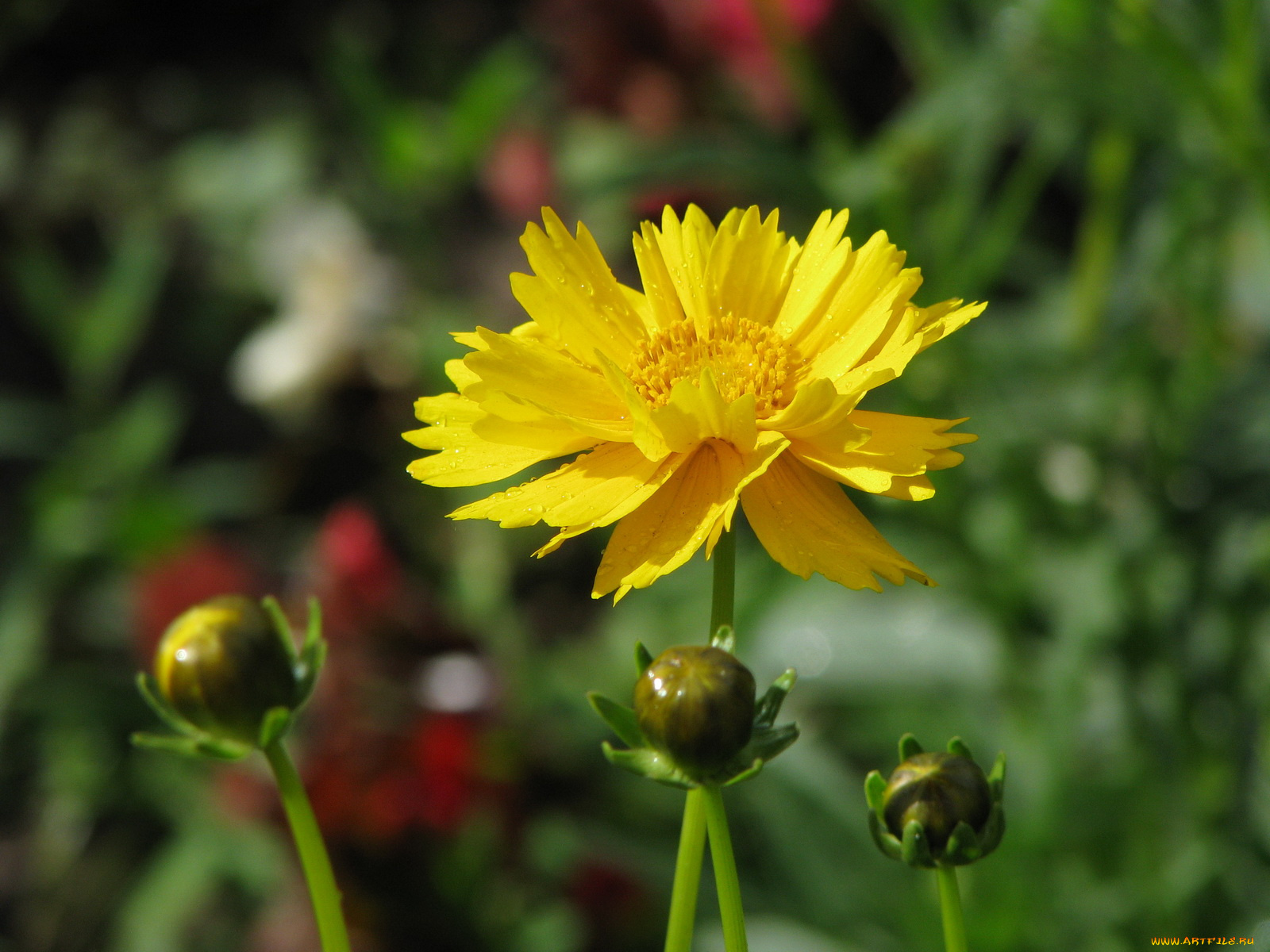 цветы, календула