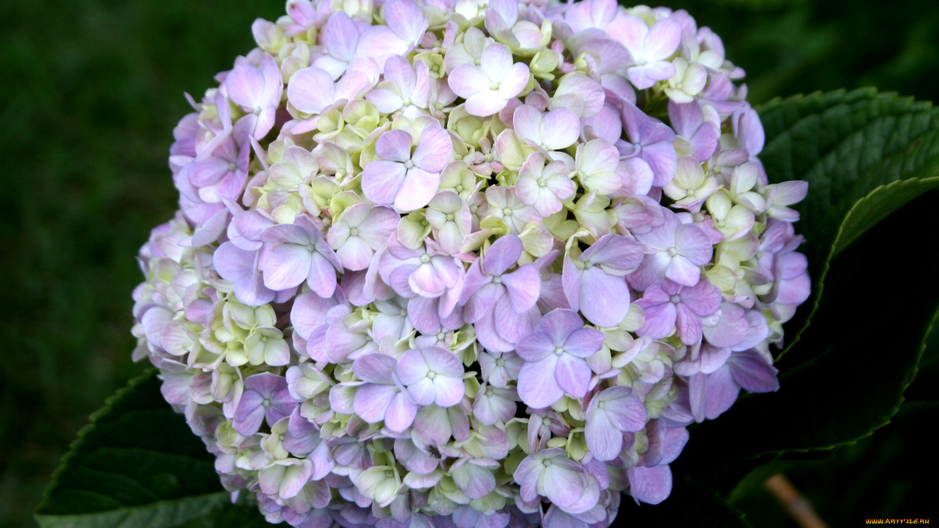 цветы, гортензия, шар, сиреневый