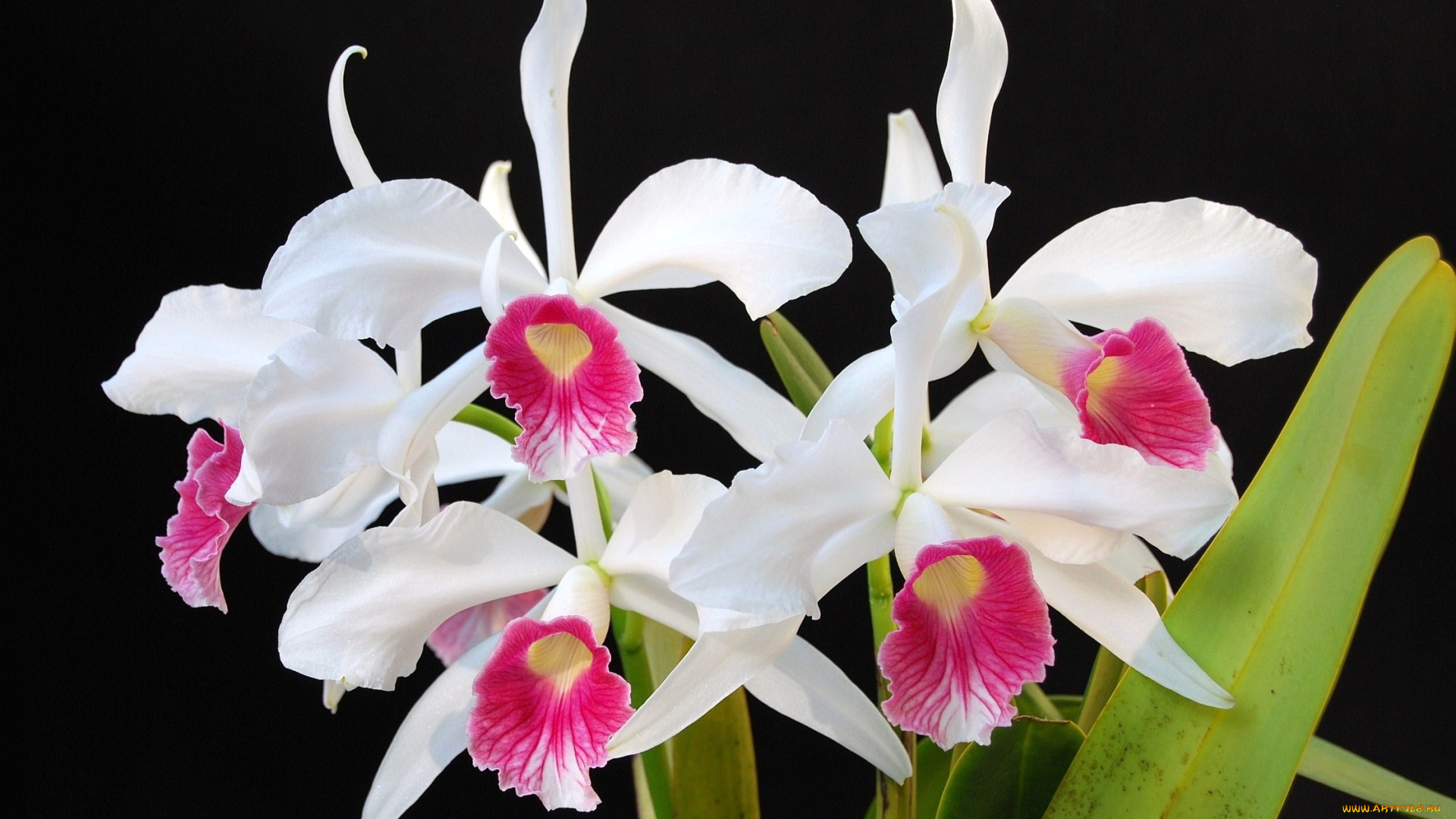 цветы, орхидеи, белый