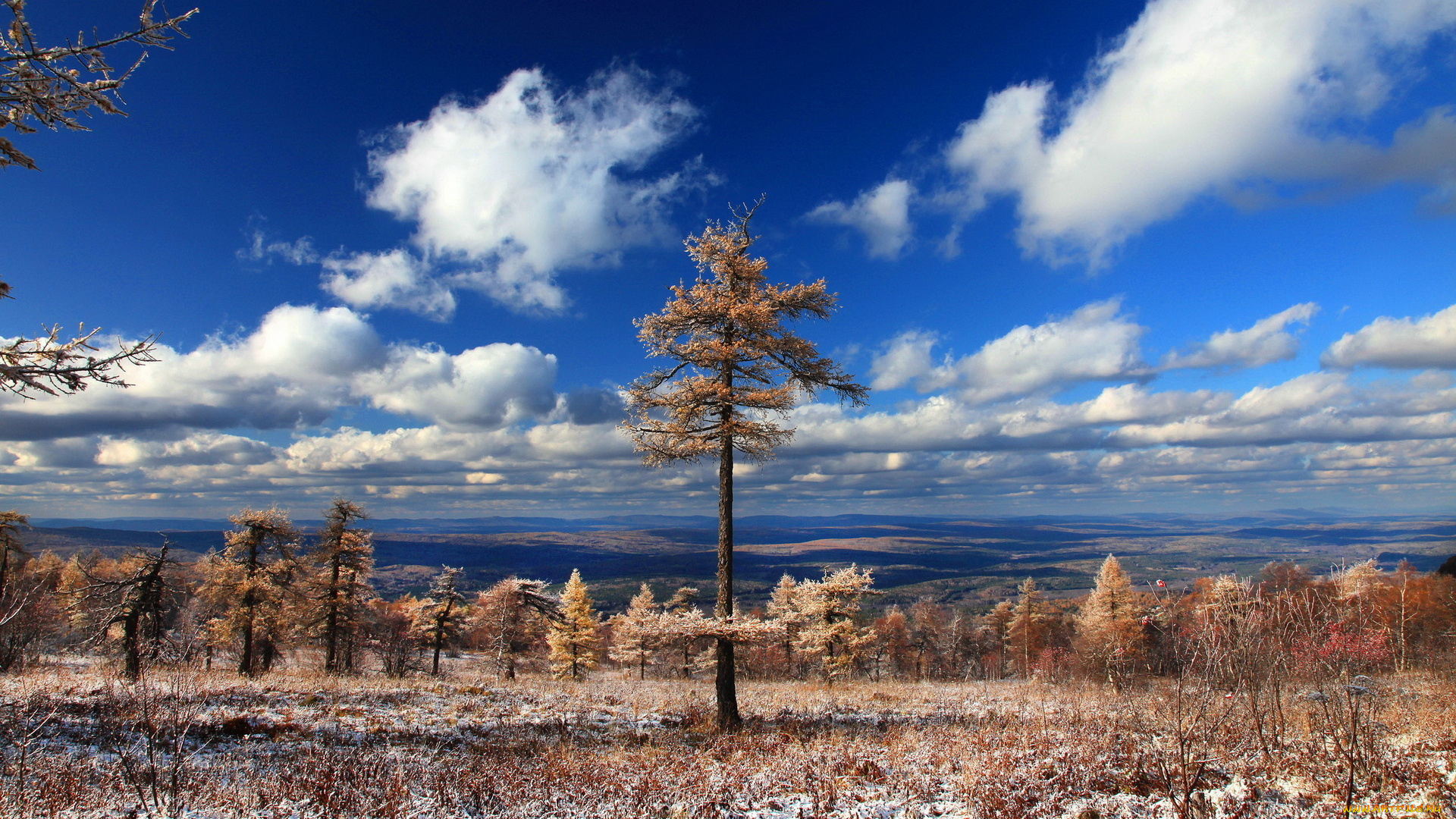 природа, деревья, пейзаж, облака