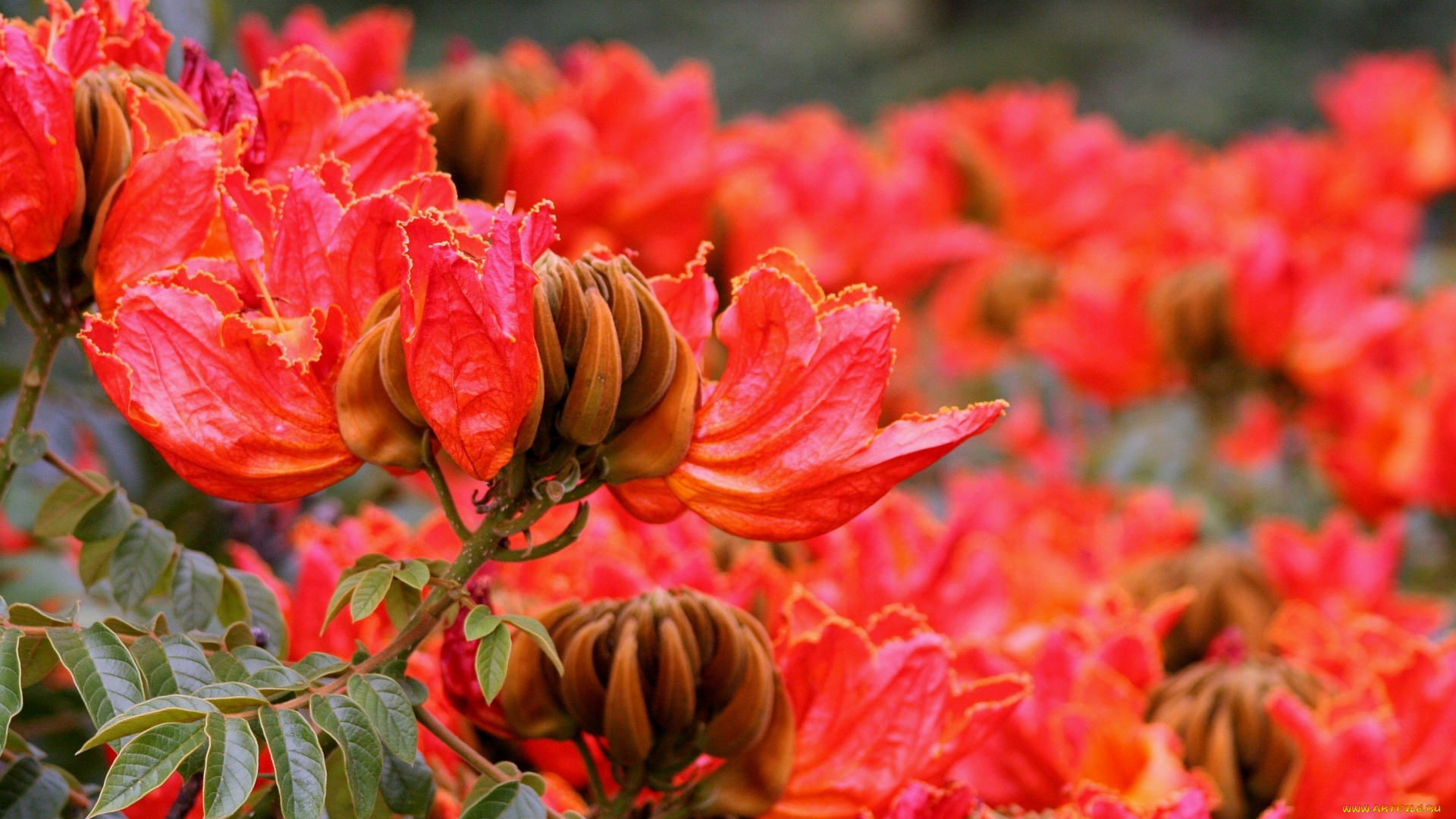 тюльпанное, дерево, цветы, цветущие, деревья, кустарники, много, красный