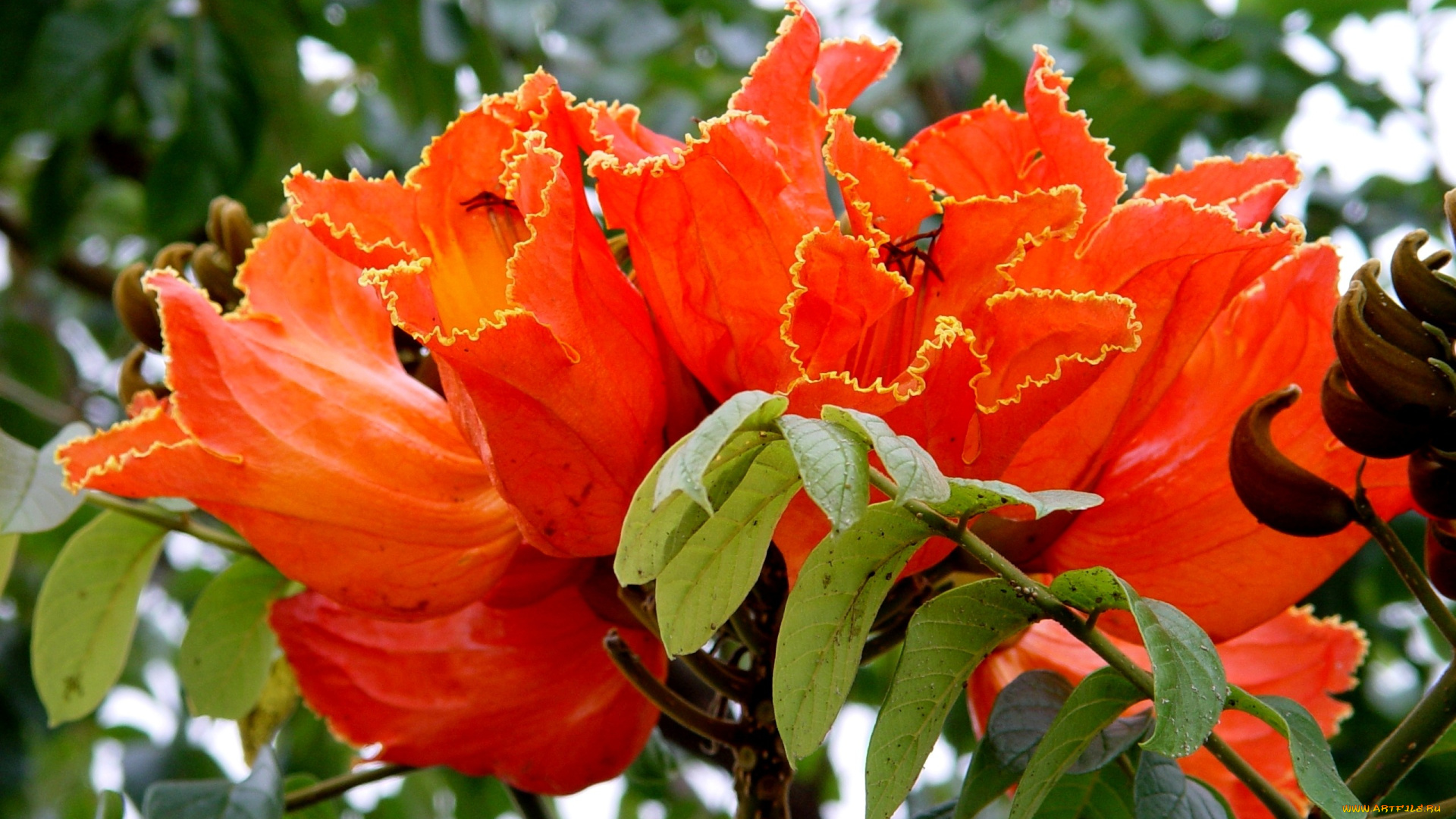 тюльпанное, дерево, цветы, цветущие, деревья, кустарники, красный