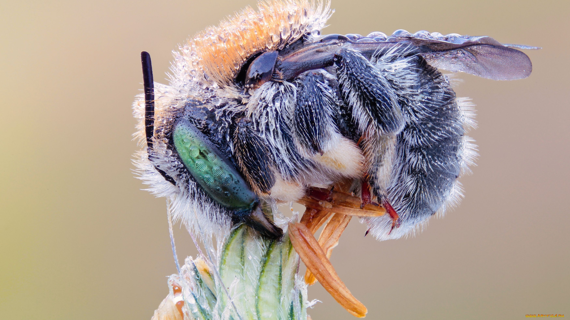животные, пчелы, осы, шмели, роса, пчела, макро