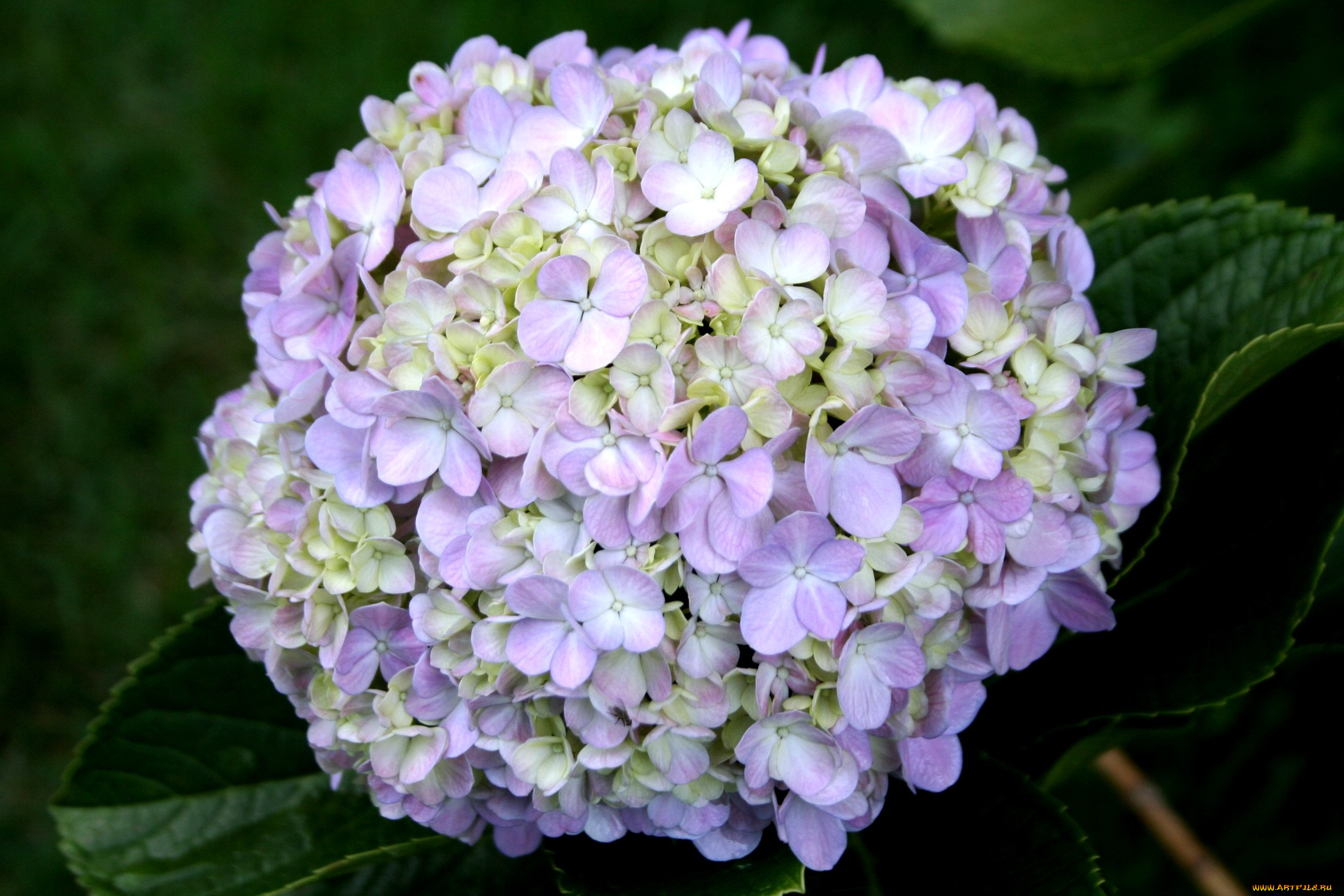 цветы, гортензия, шар, сиреневый