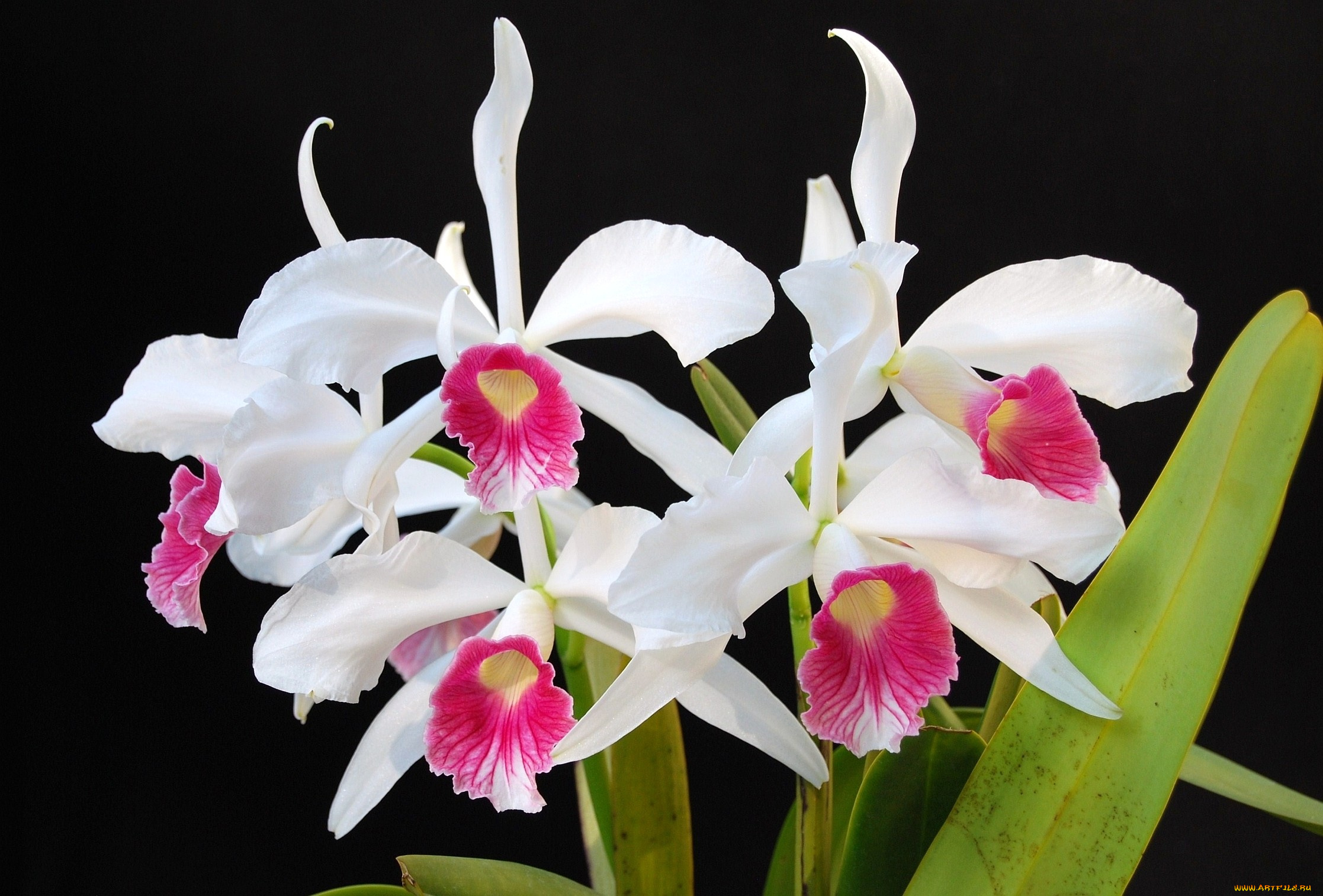 цветы, орхидеи, белый