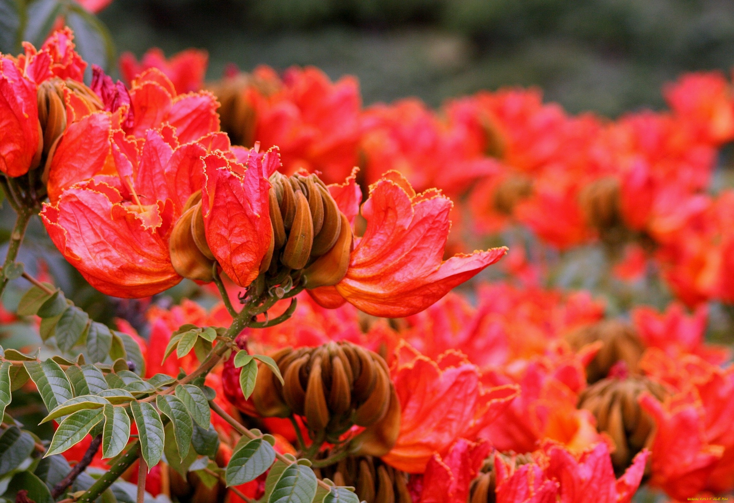 тюльпанное, дерево, цветы, цветущие, деревья, кустарники, много, красный