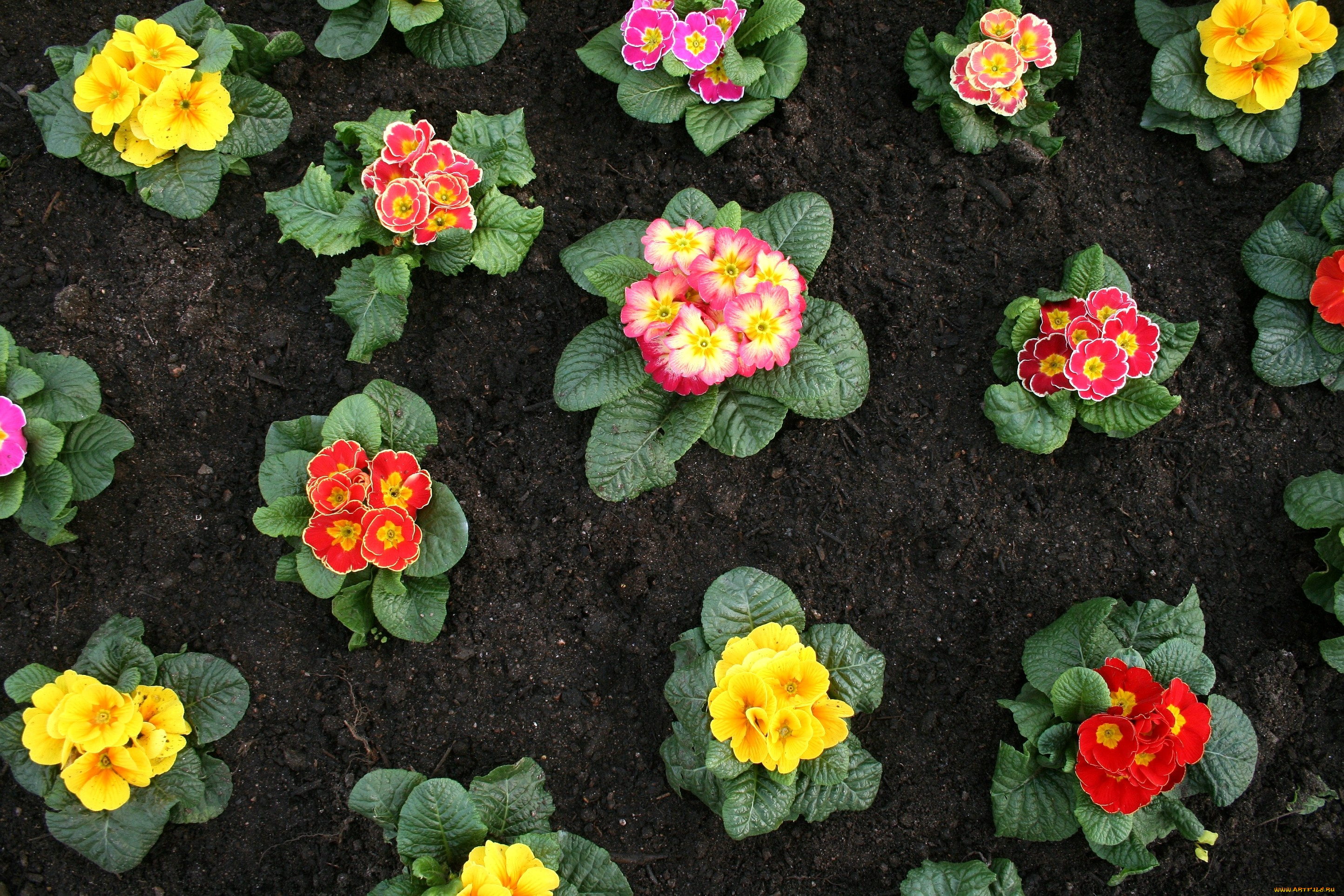 примулы, цветы, разноцветный, кустики