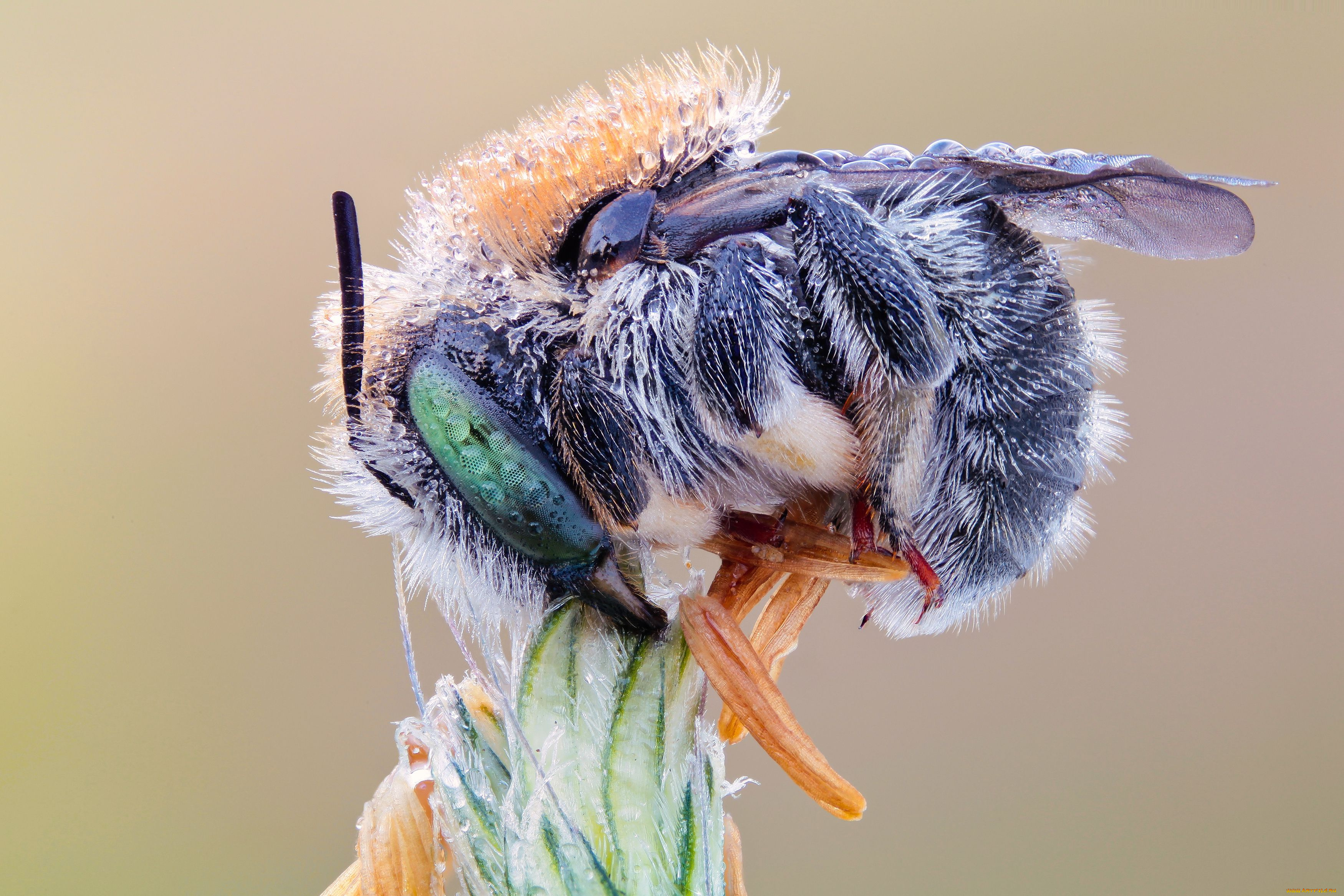 животные, пчелы, осы, шмели, роса, пчела, макро