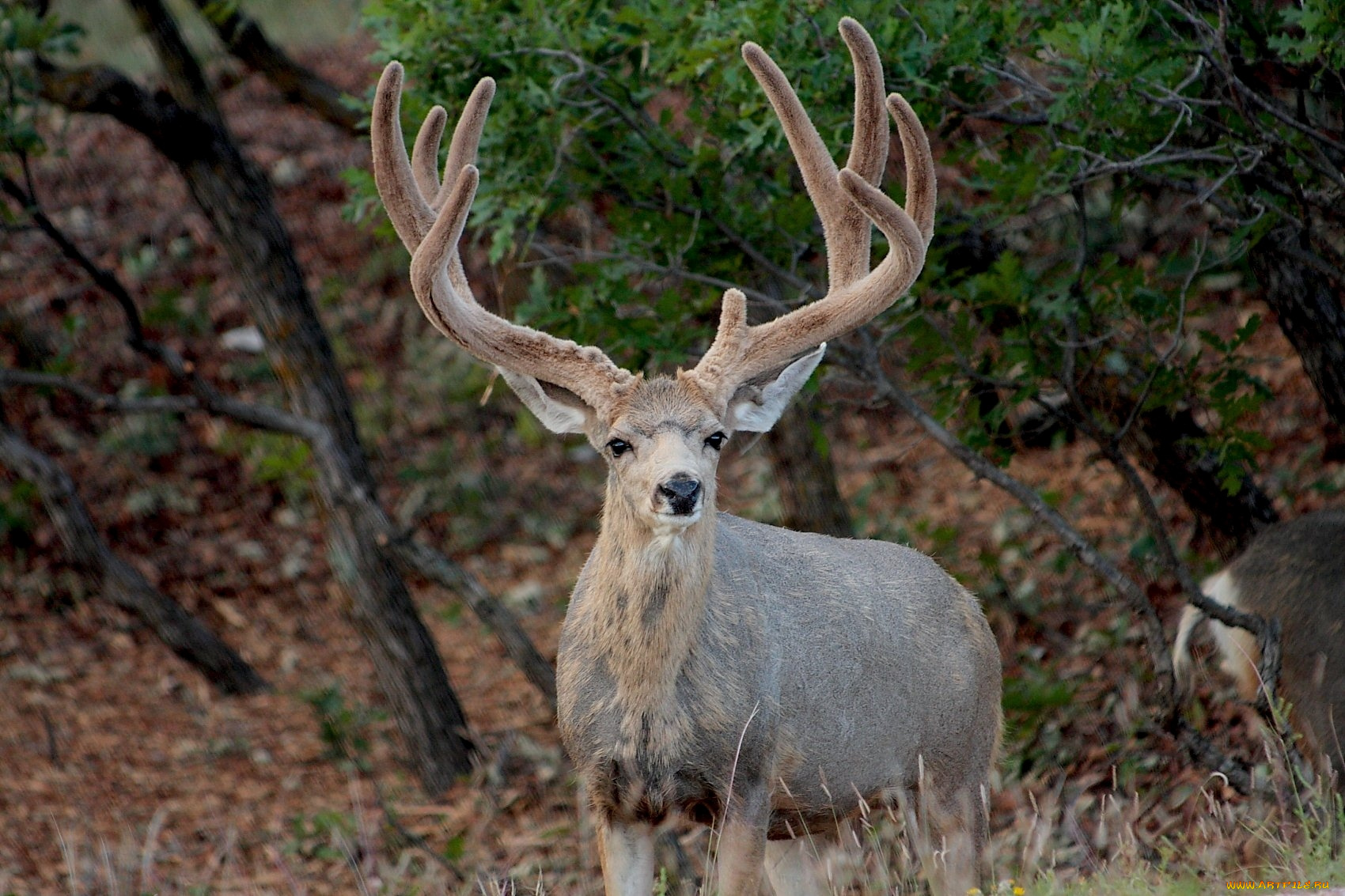 животные, олени, рога