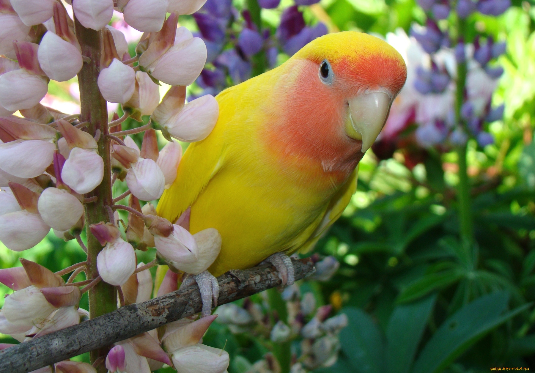 животные, попугаи, люпин, неразлучник