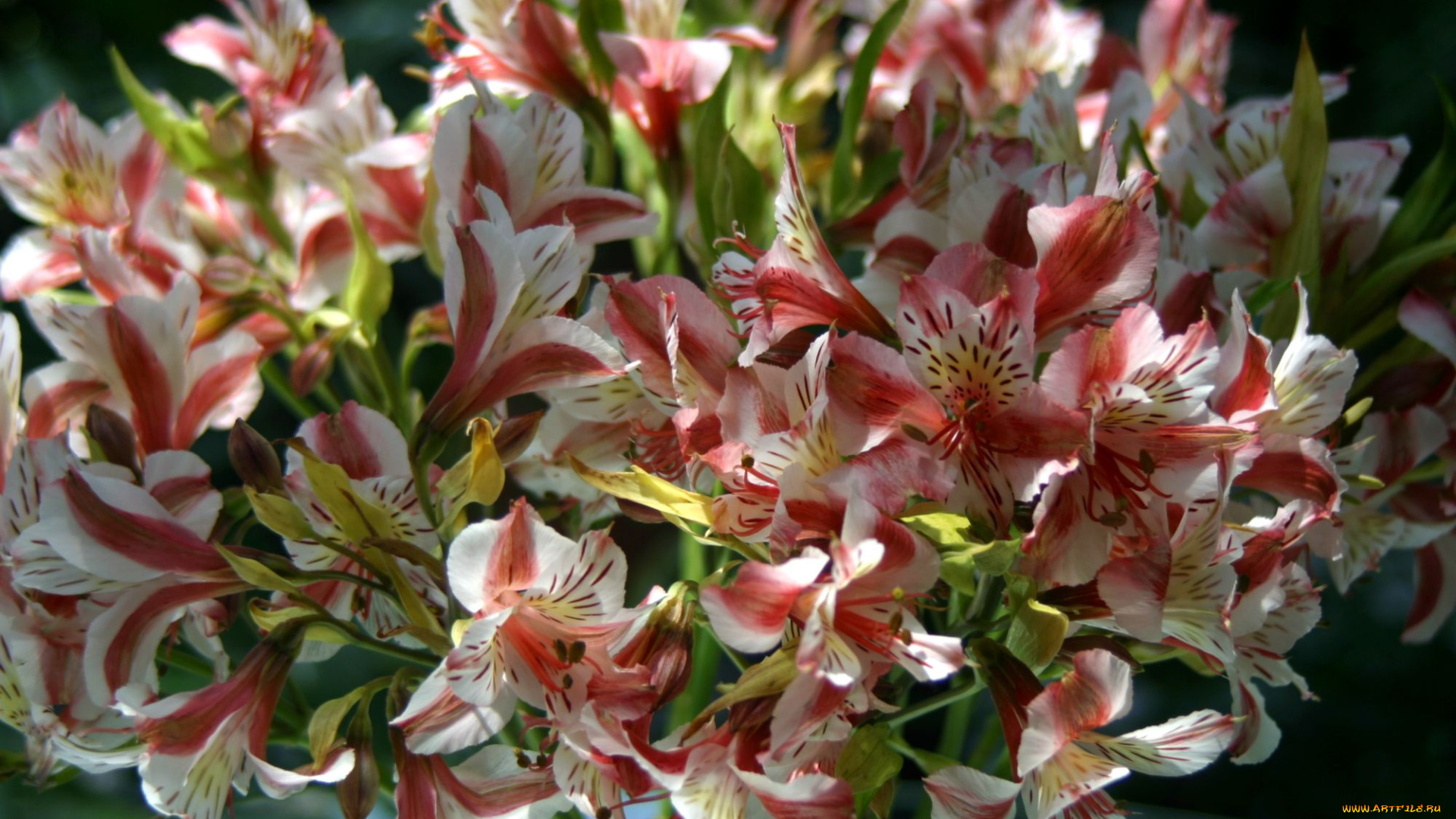 цветы, альстромерия, пестрый, букет