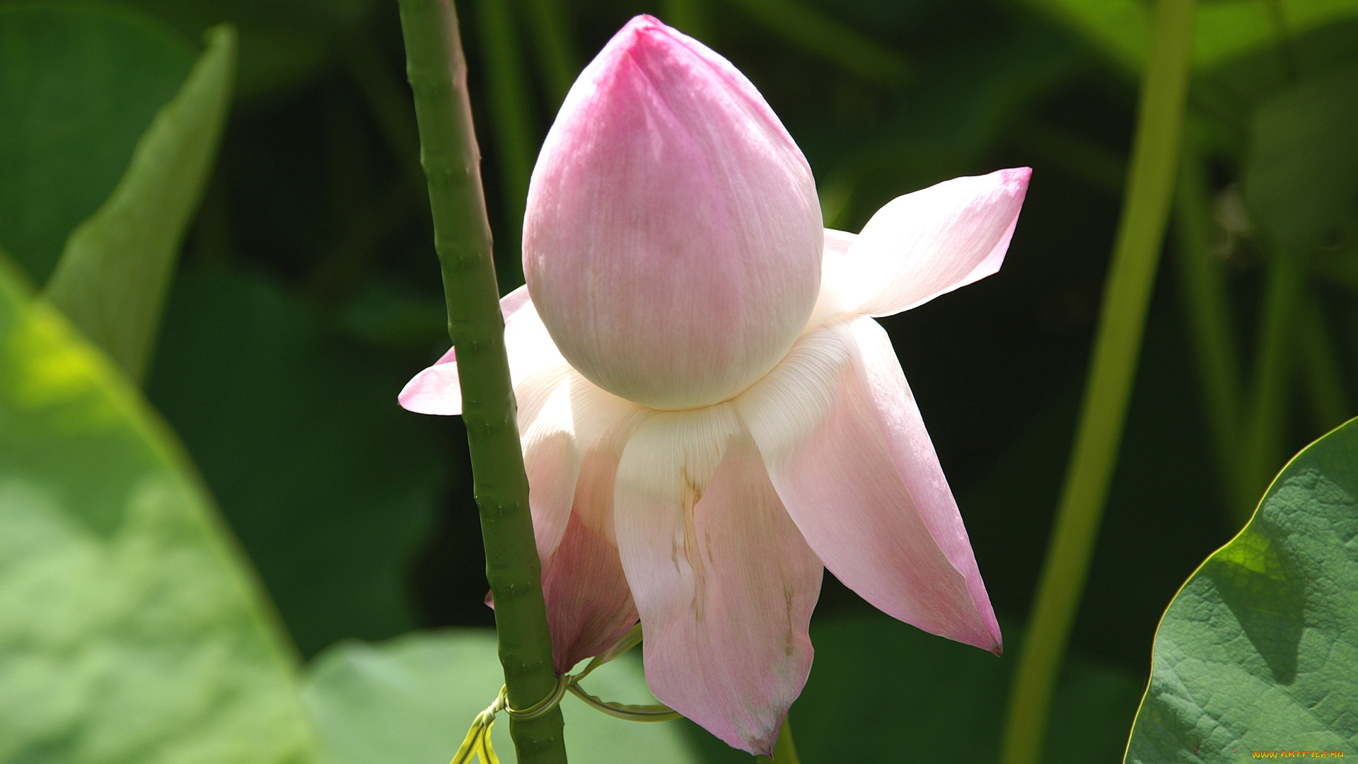 цветы, лотосы, лотос