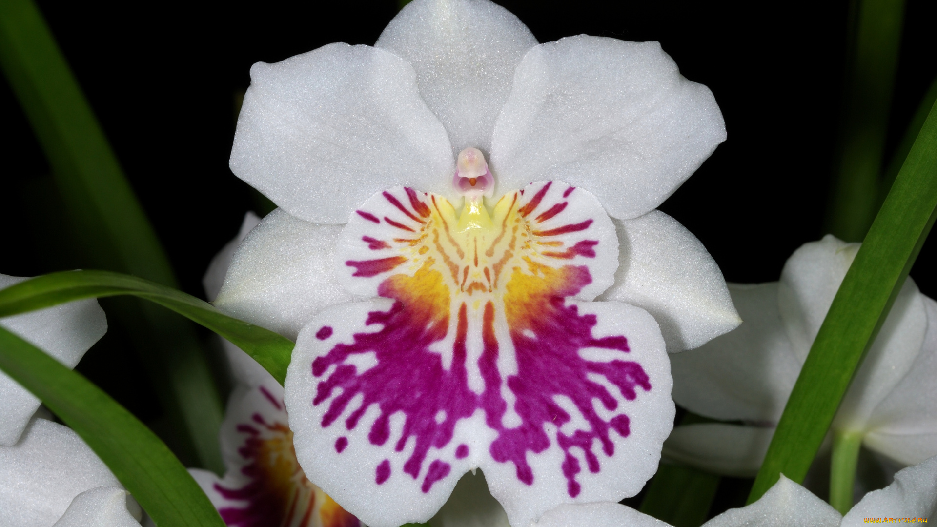 цветы, орхидеи, экзотика