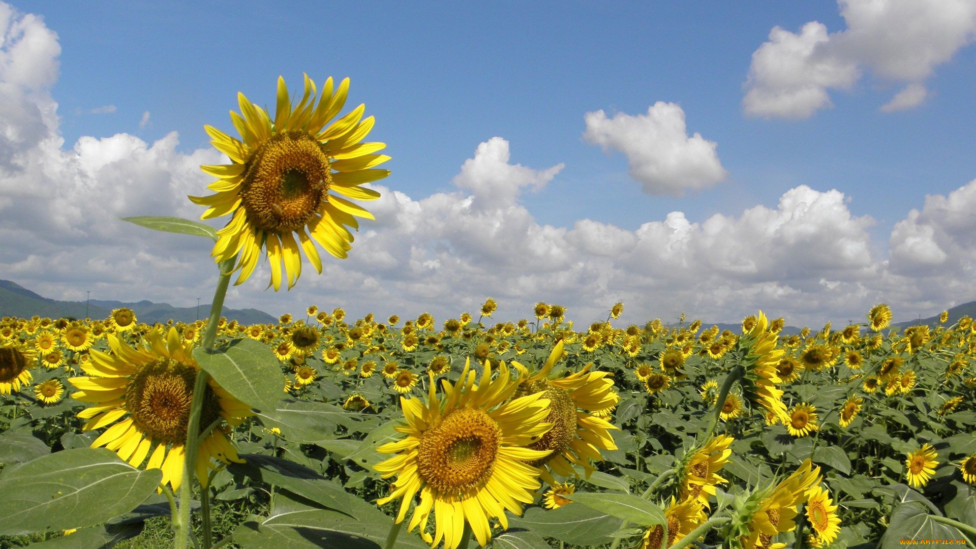 цветы, подсолнухи