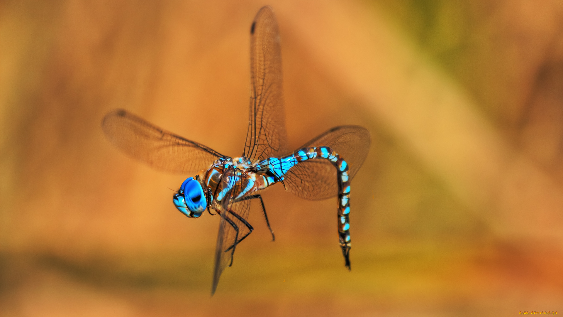 dancing, the, dragon, животные, стрекозы, стрекоза, танец